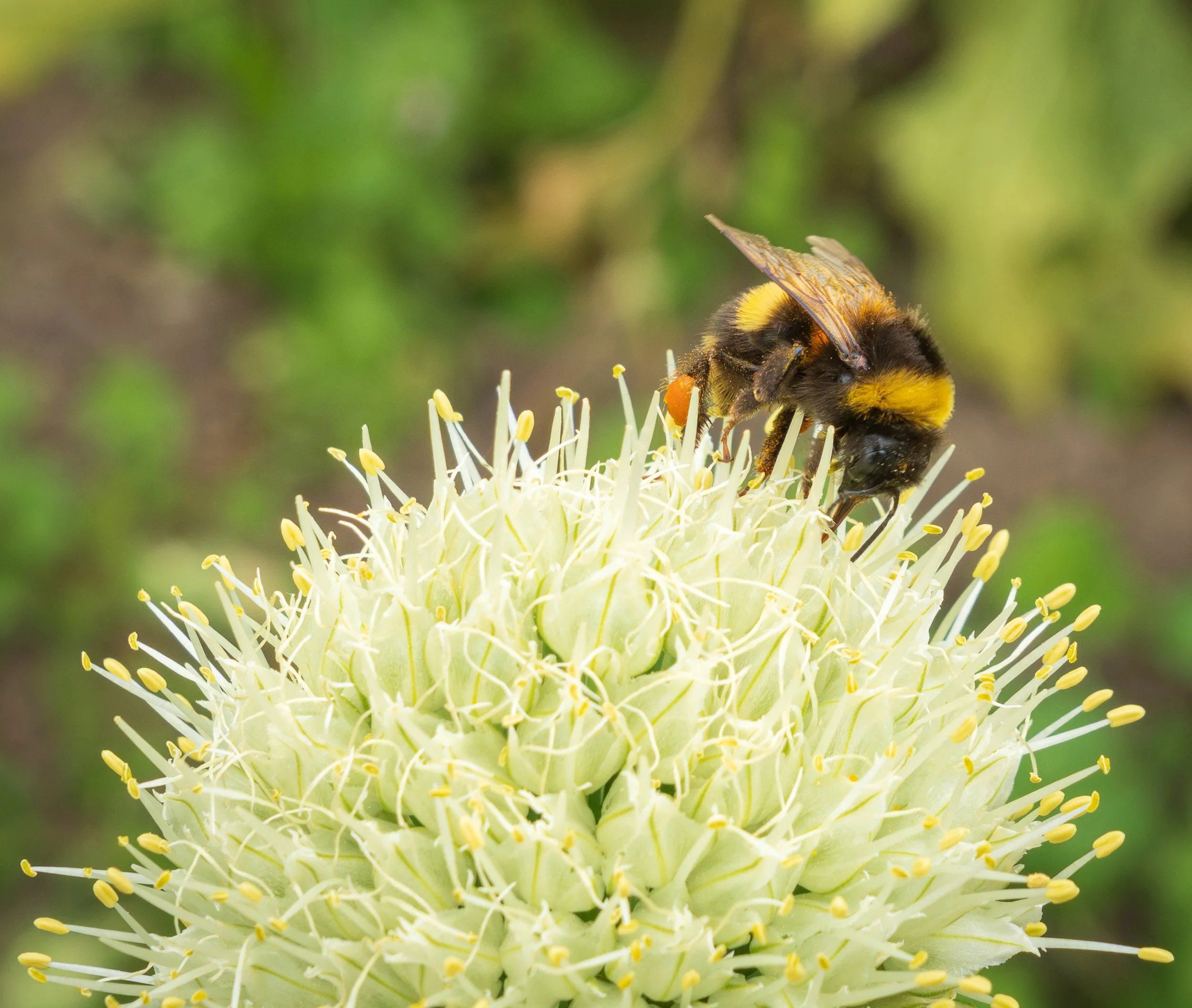 Foraging on a Garlic Flower