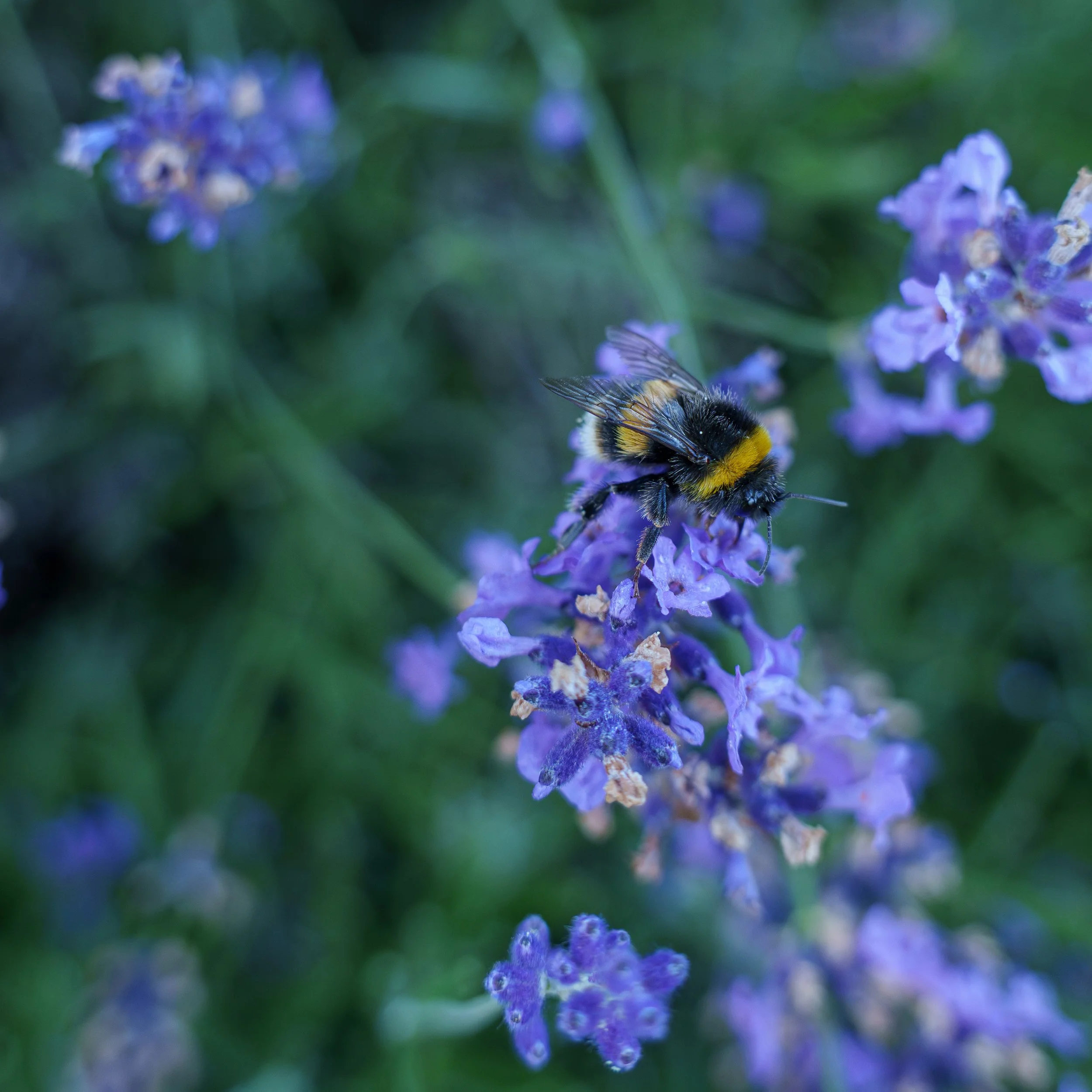 Bumblebee on Lavender