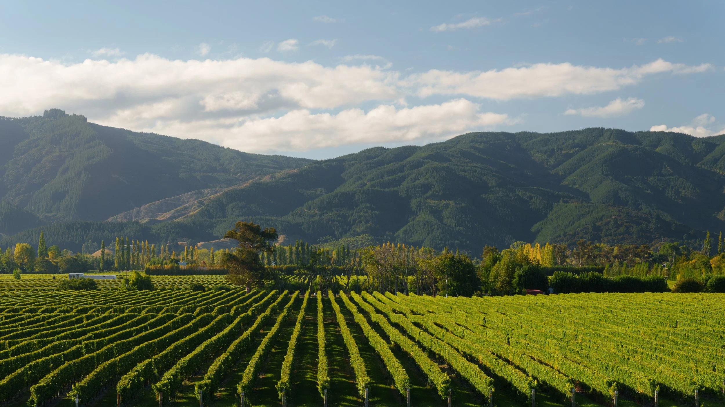 Symmetrical green vineyard rows stretching toward the Richmond Range in Wairau Valley, Marlborough