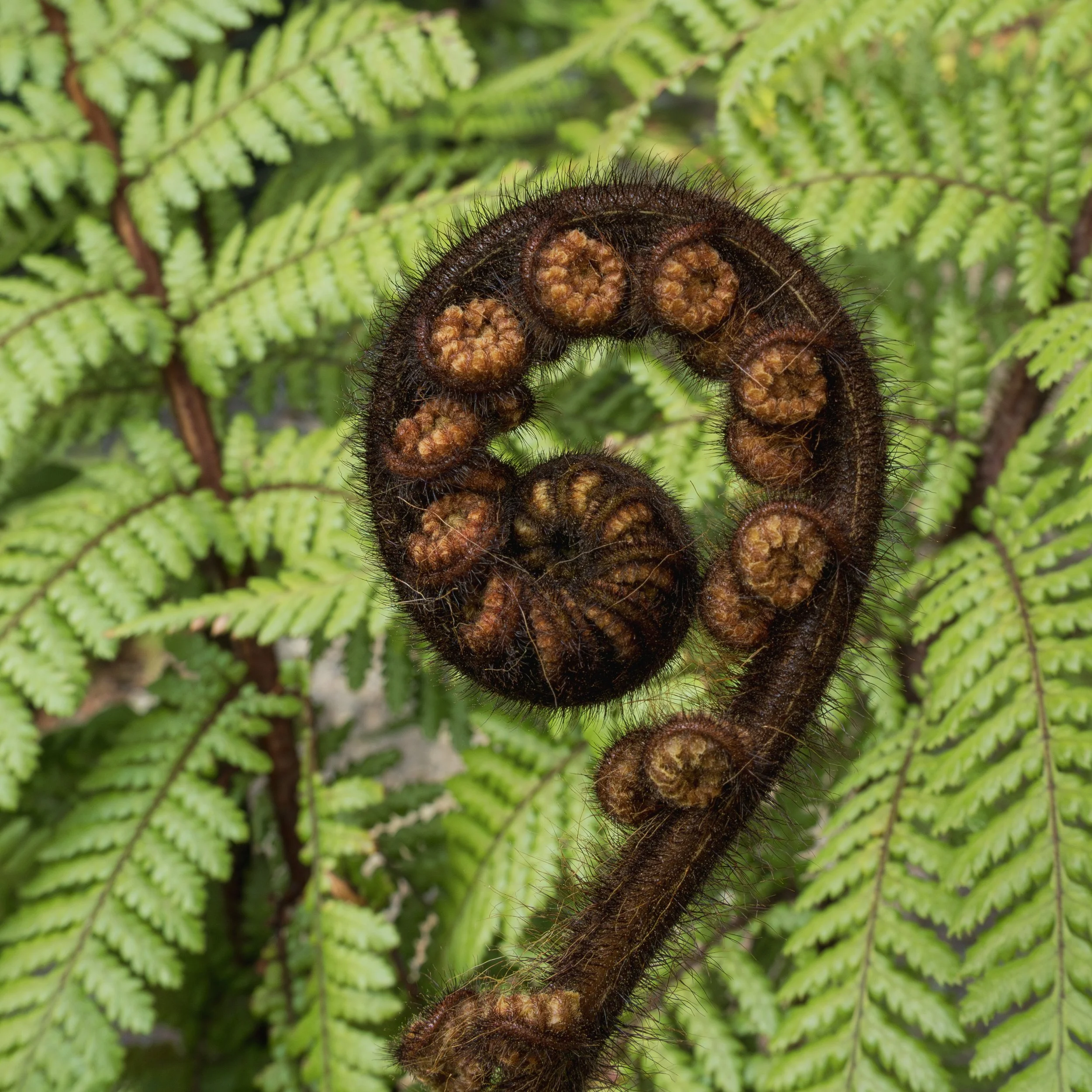 NZ Tree Fern-Ponga Frond Unfurling.