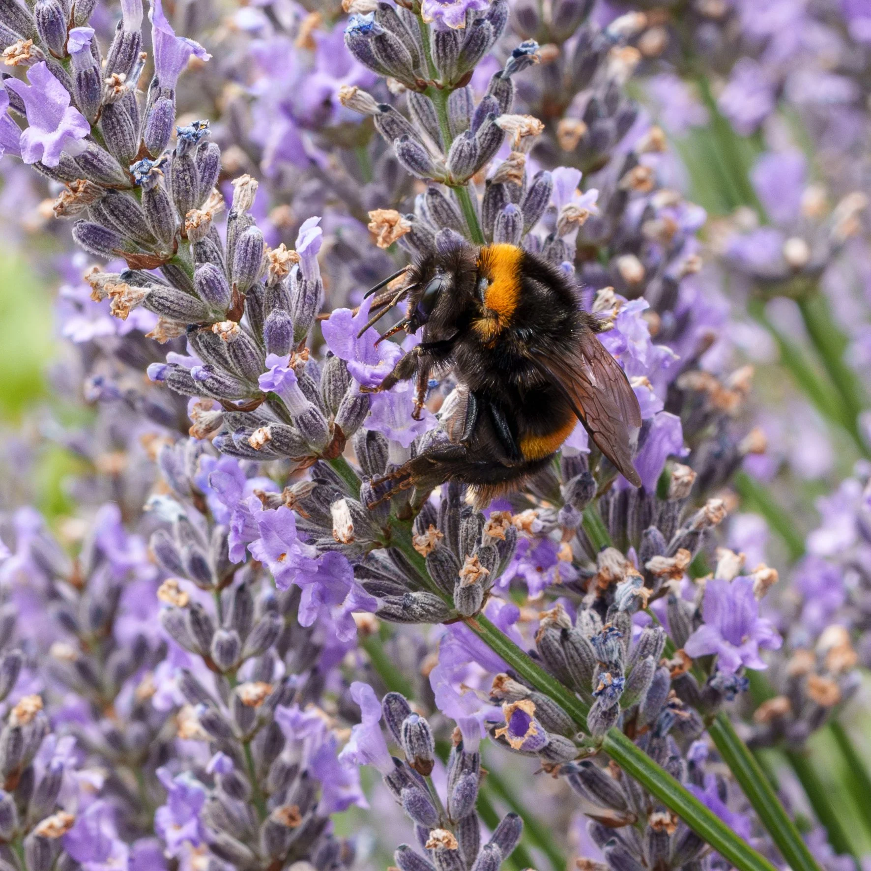 4Bees on Lavender.jpg