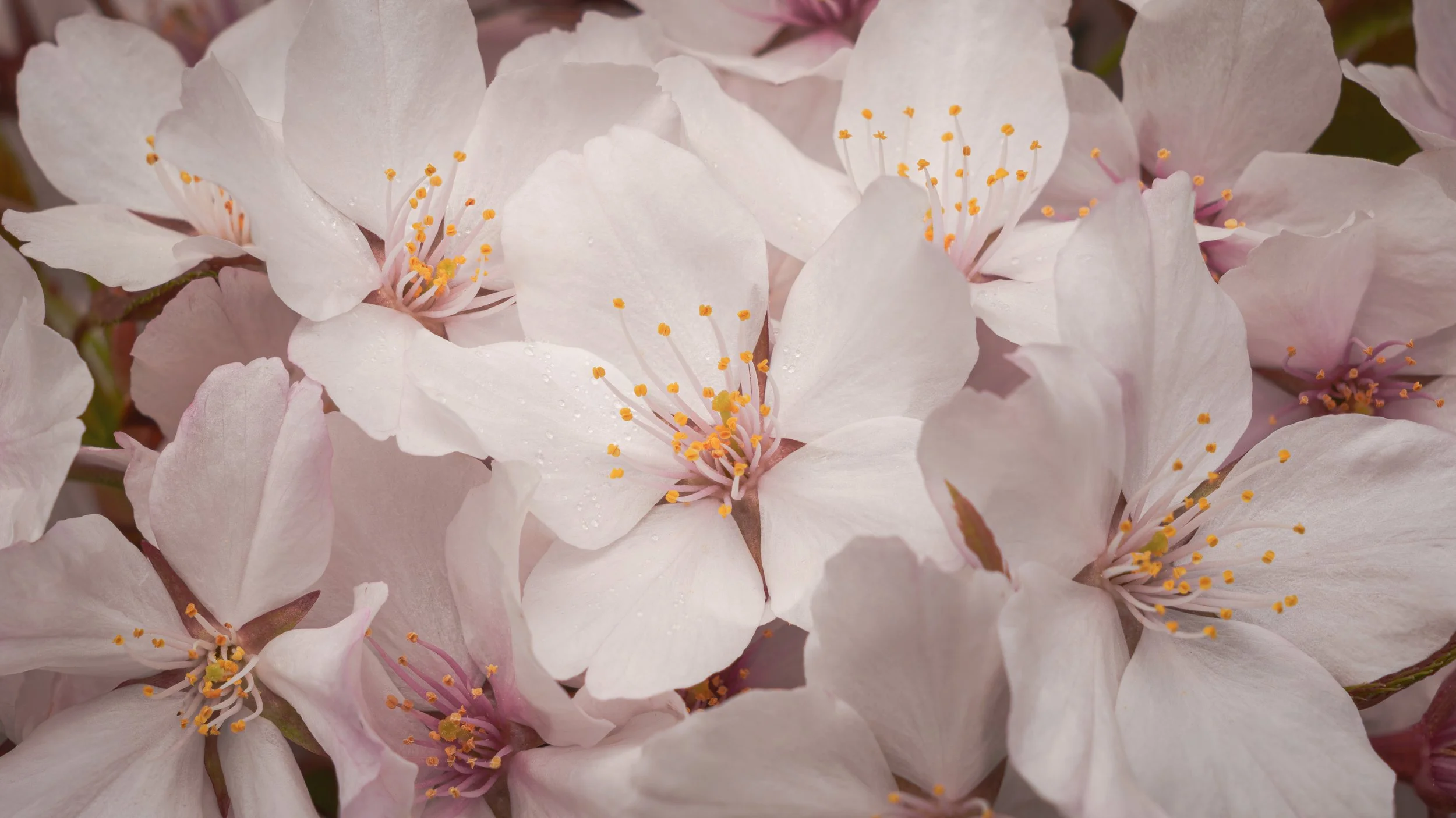 Macro photograph of soft pink and white cherry blossom petals with vibrant yellow stamens