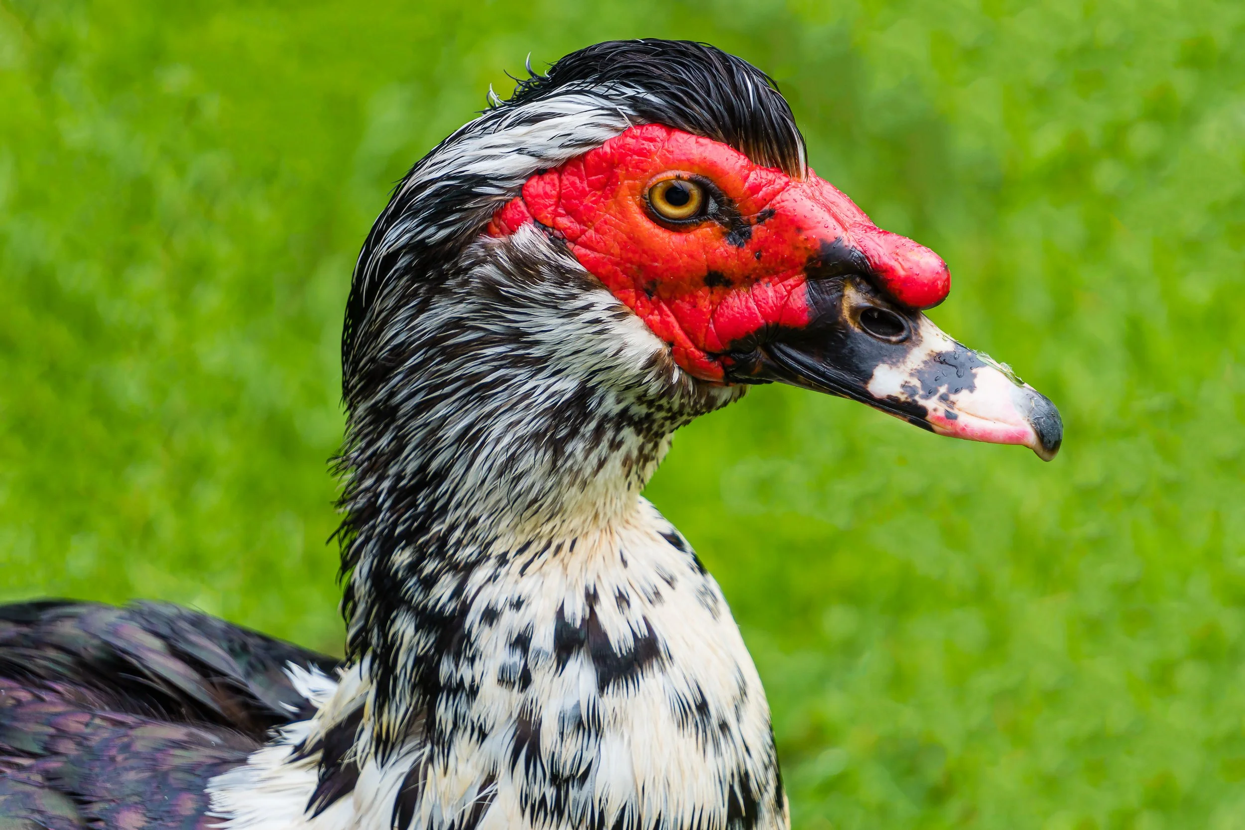 Muscovy Duck.jpg