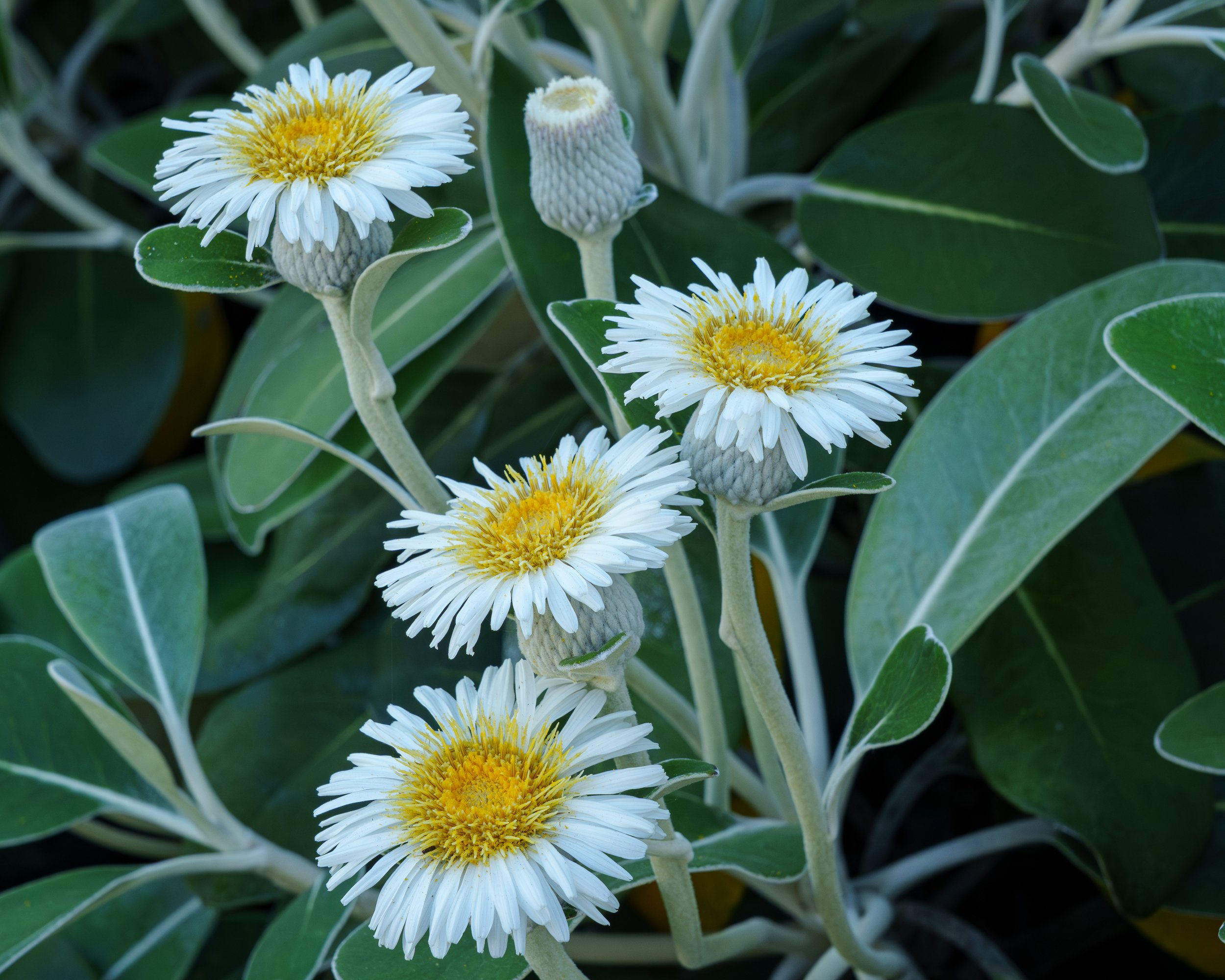 2Marlborough Rock Daisies.jpg