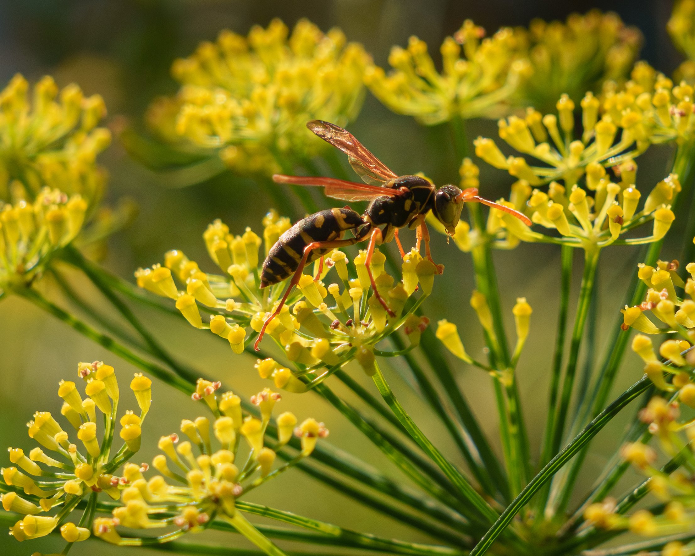 9Wasps.jpg