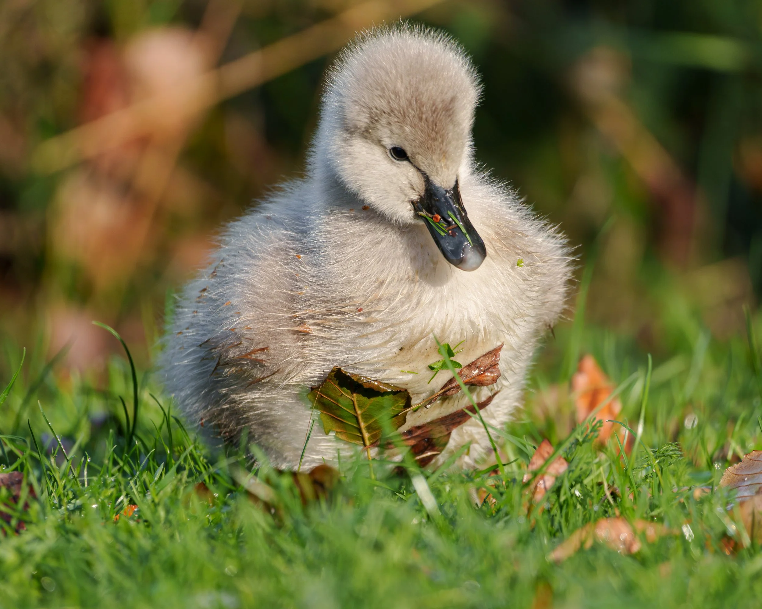 Cygnet.jpg