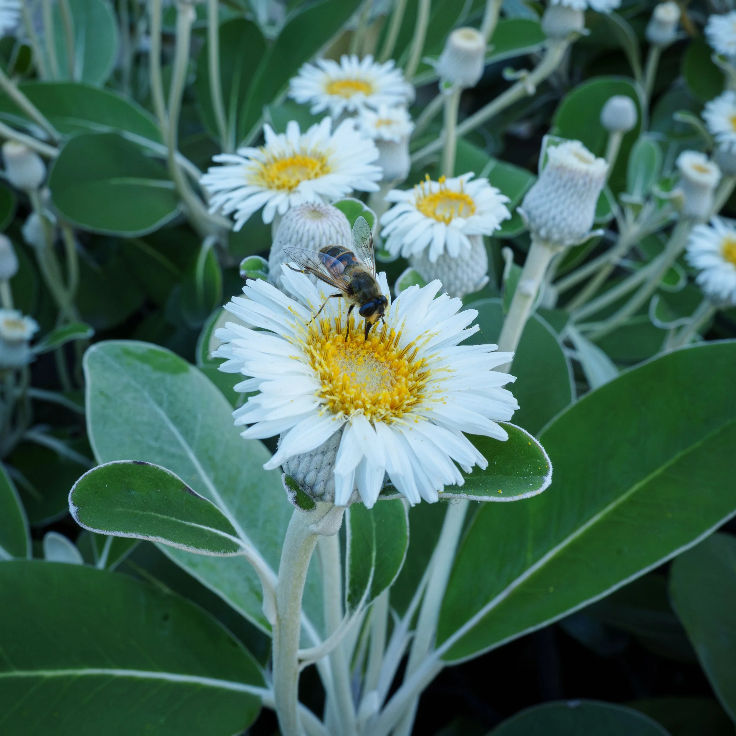 4Marlborough Rock Daisies.jpg