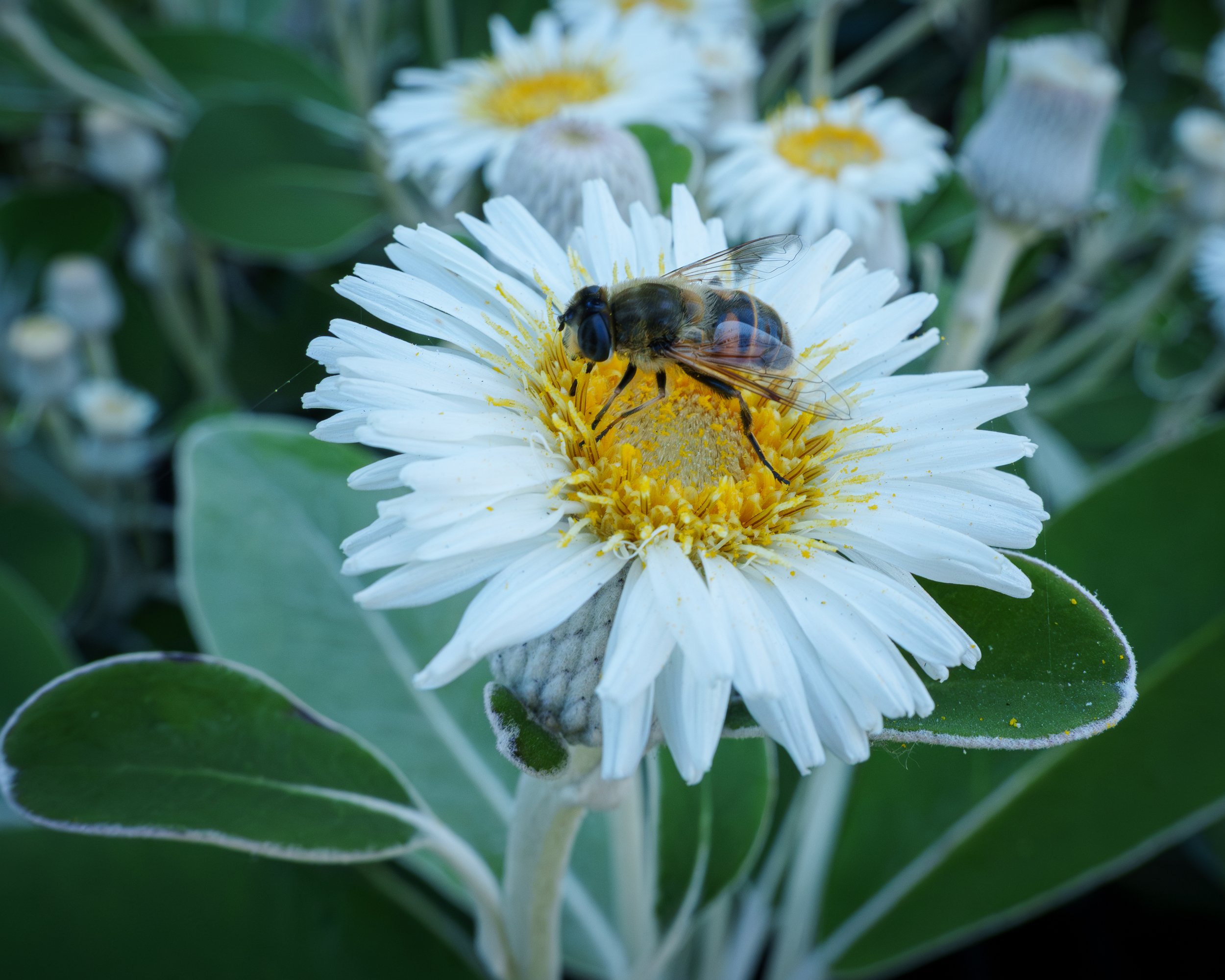 7Marlborough Rock Daisies.jpg