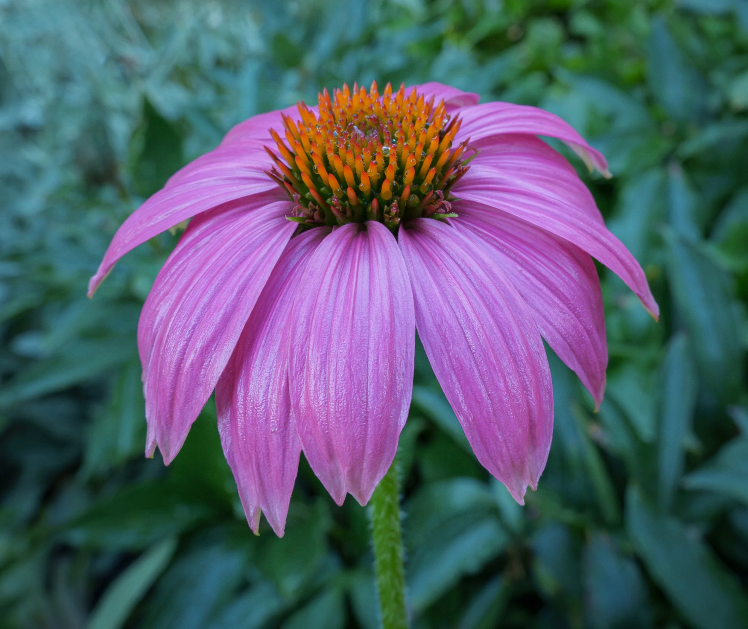 The Geometry of a Bloom.jpg