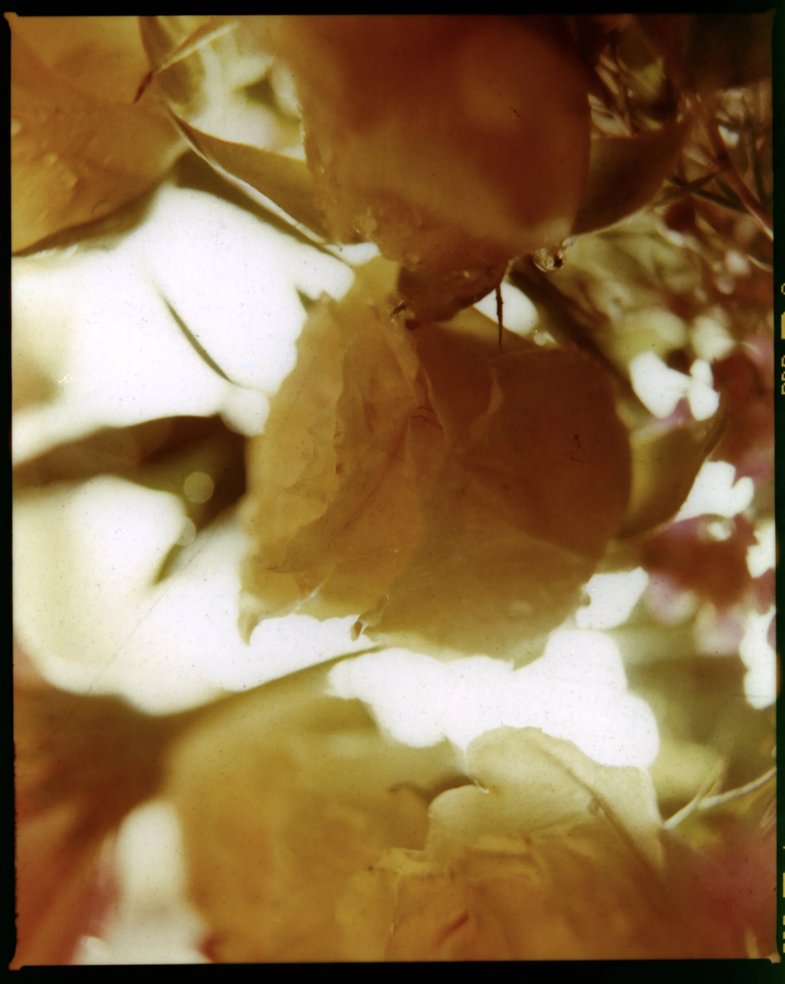 Flora_Fuji1995_JTM_FullJPG.jpg