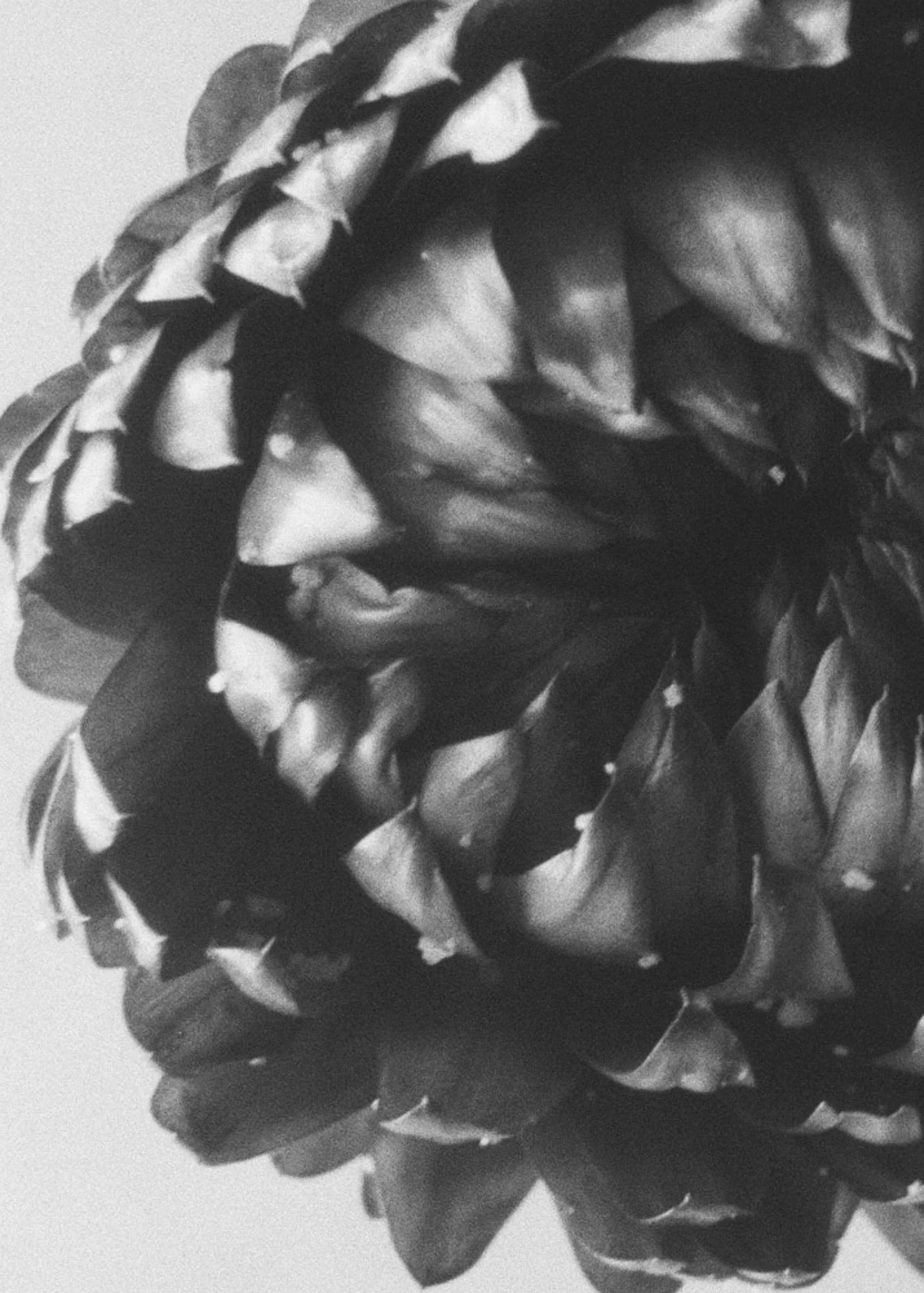 Peony_TIFFAdobeRGB 1_JTM_Scaled.jpg