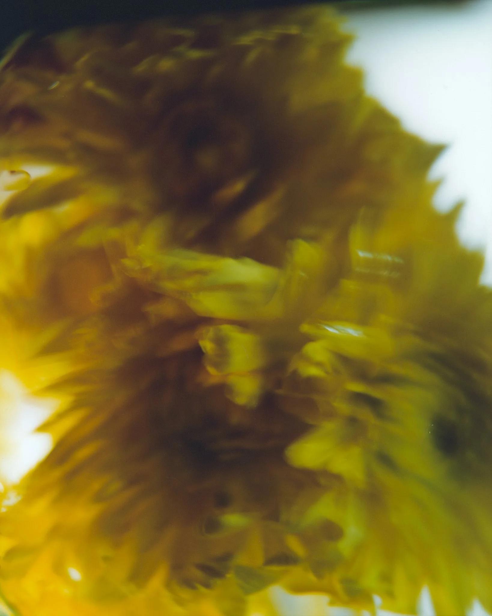 FloraTwo_JTM_Scaled.jpg