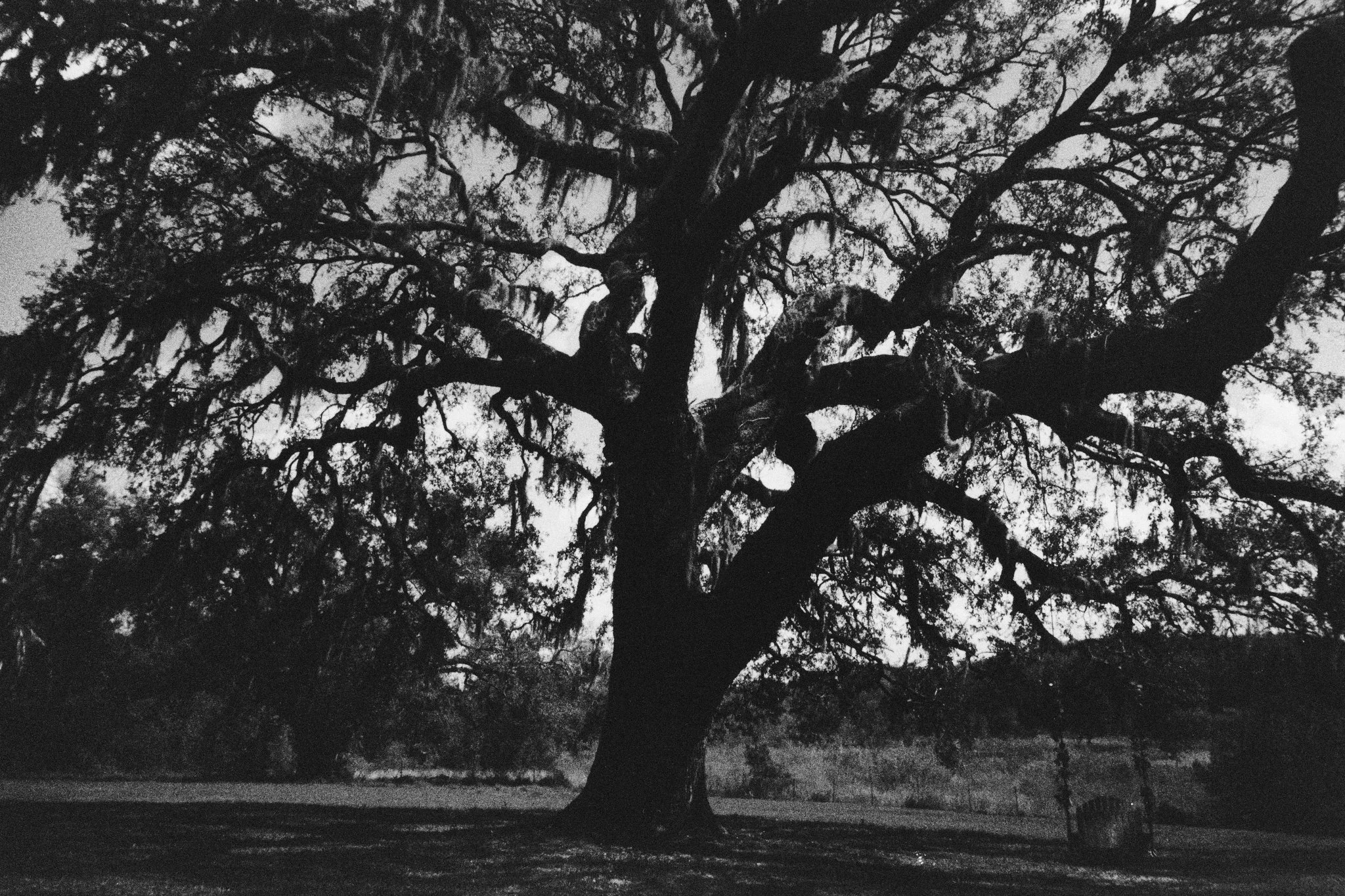 Tree_JTM_Scaled.jpg