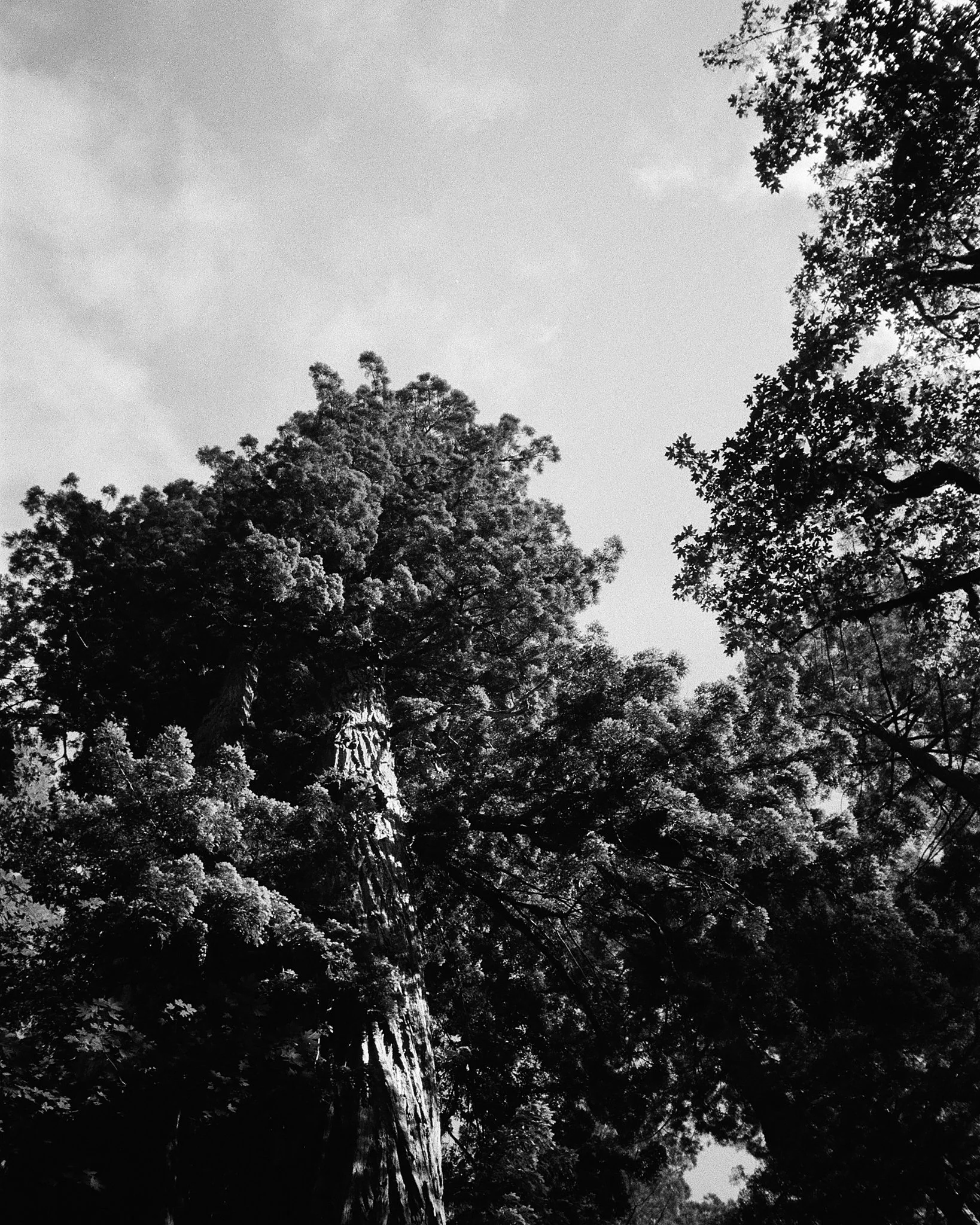 Tree2_JTM_Scaled 1.jpg
