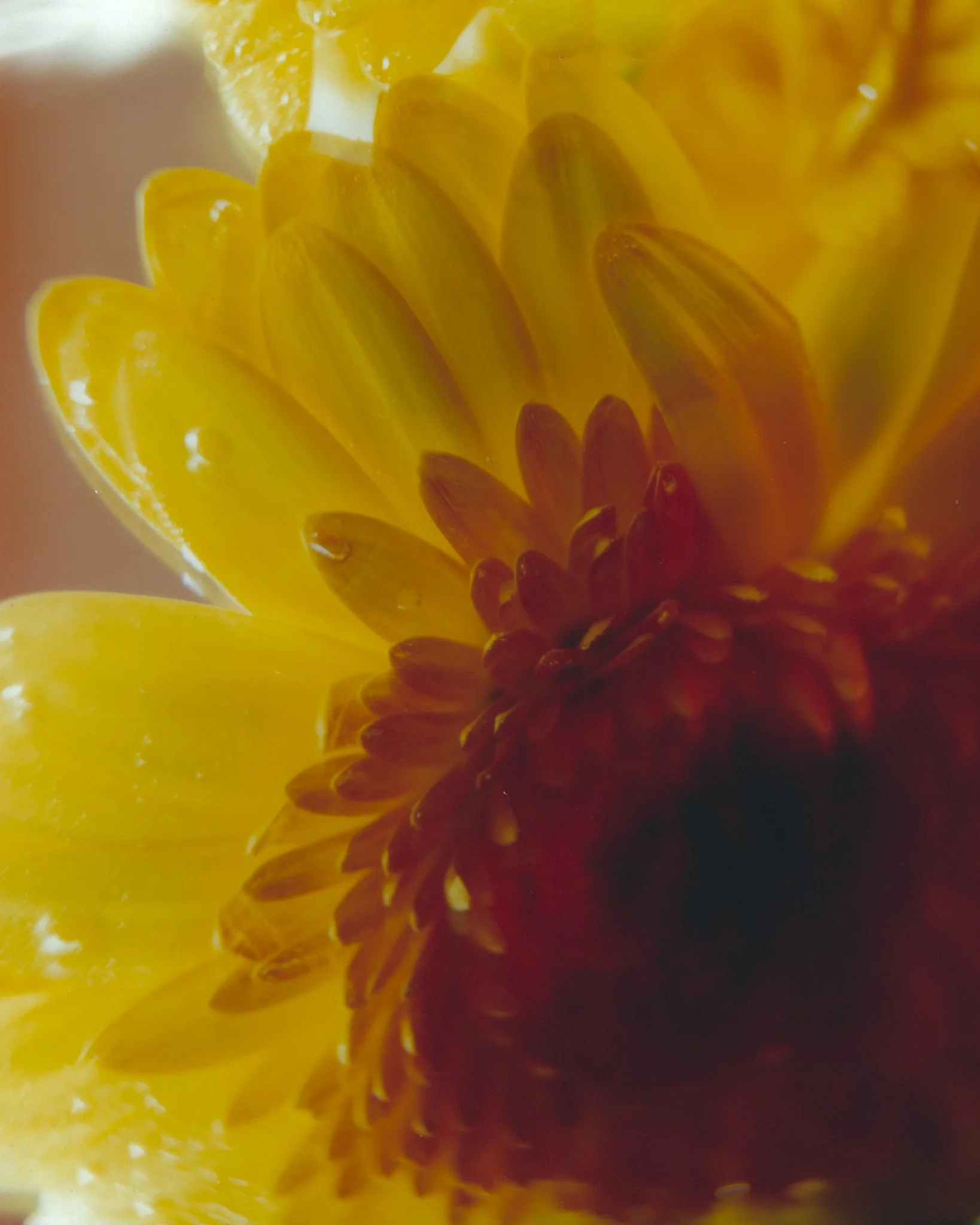 Flora_JTM_Scaled.jpg