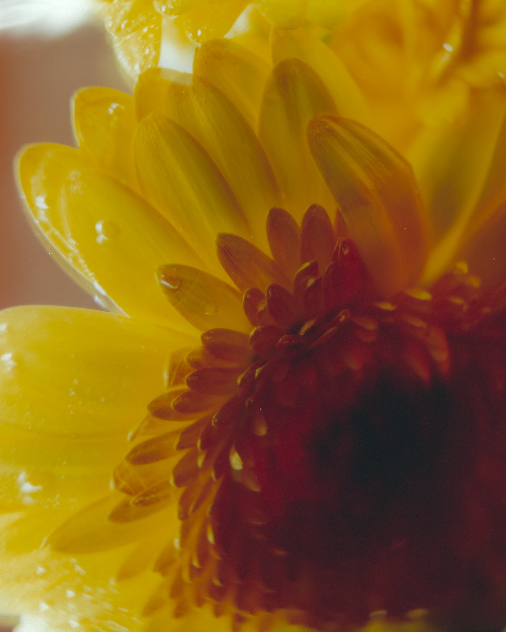 FloraOne_E100_JTM_Scaled 1.jpg