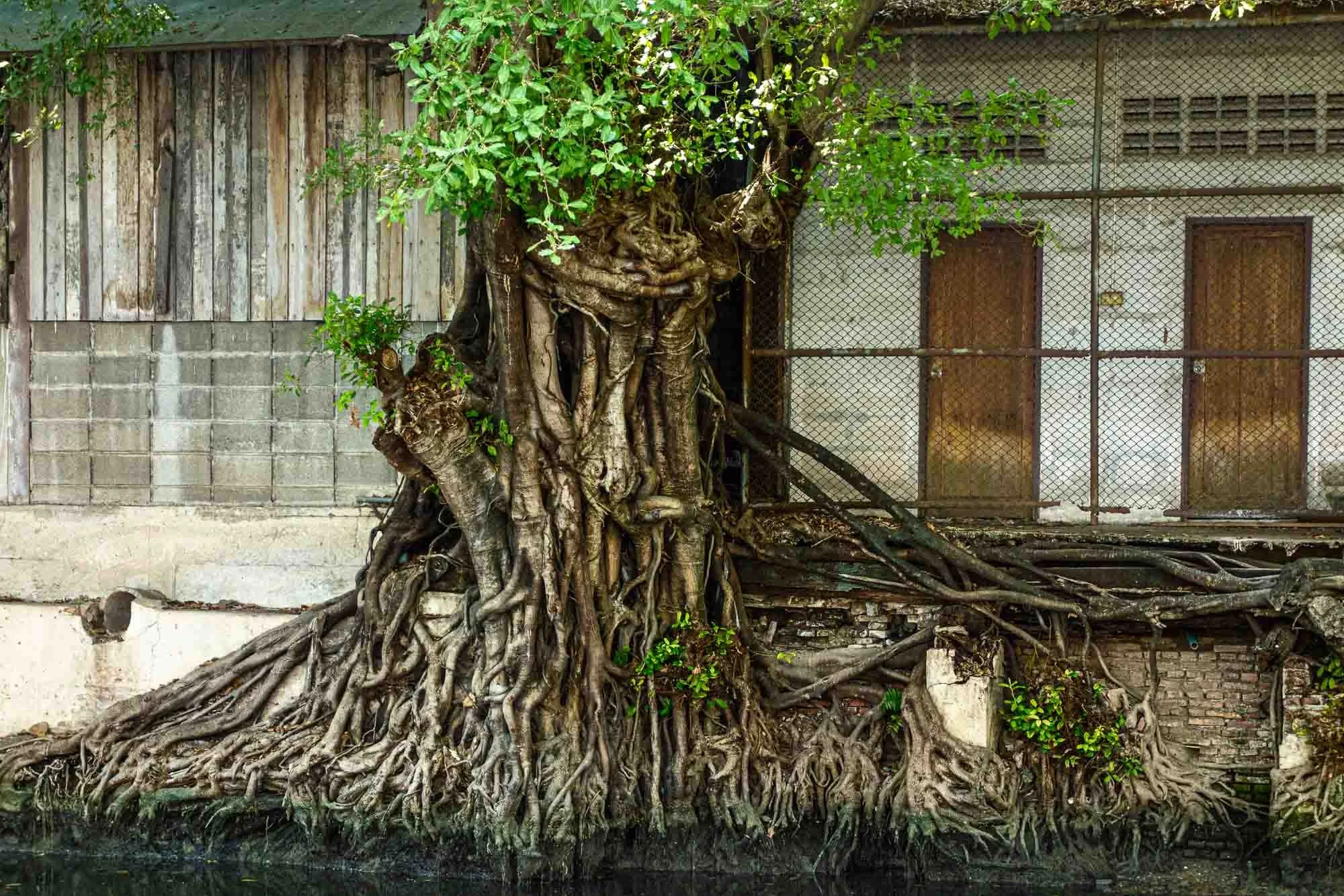 Enjoying another rooted tree.