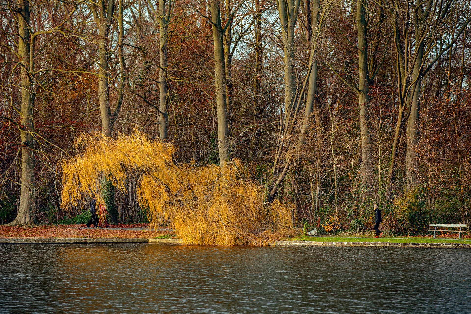 firstjpegs_JulieLandrieu_HondenVrijbroekpark_Kuba_5D__251209_0041-bewerkt.jpg