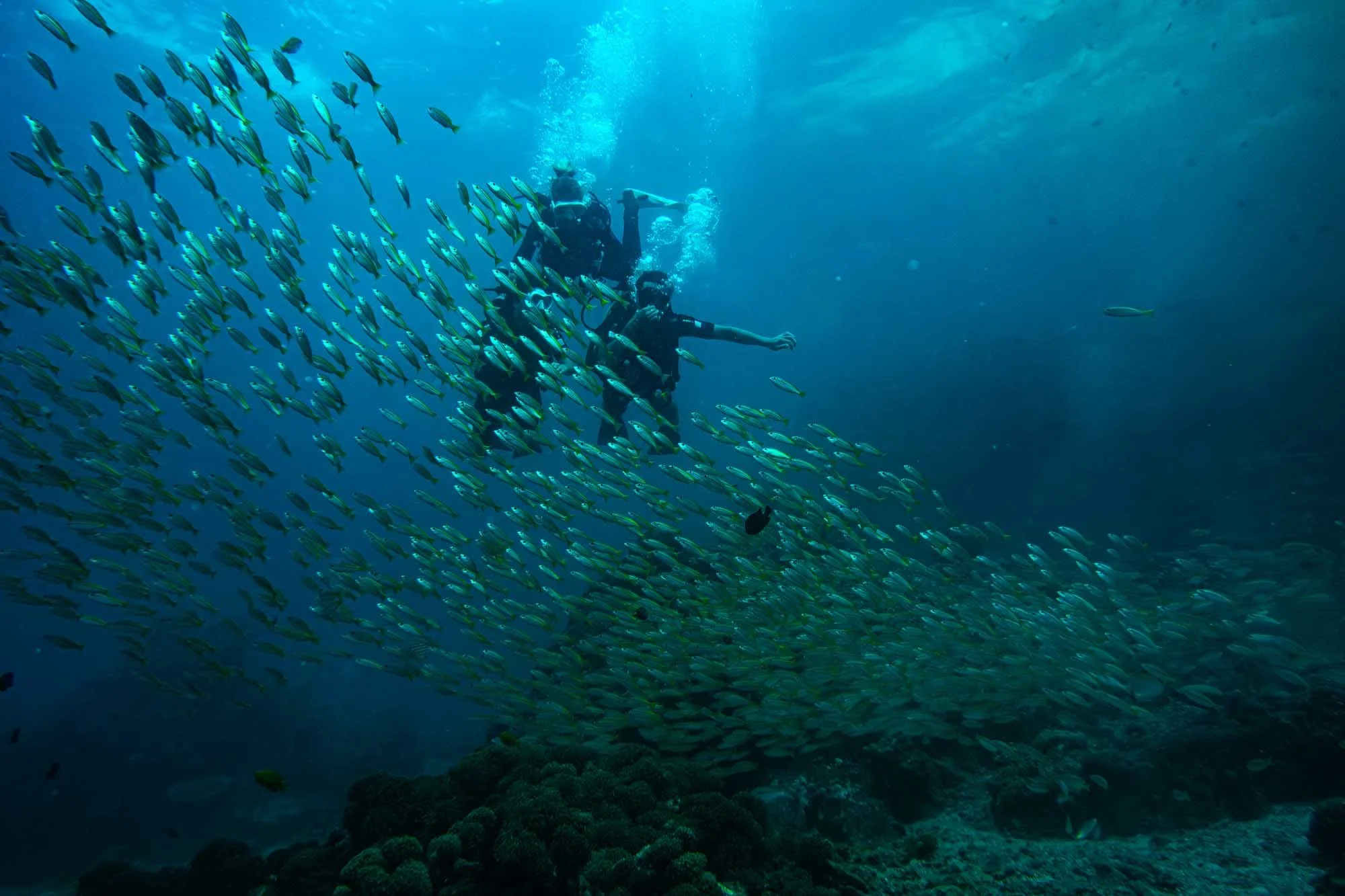 When people want a taste of diving, a dive master or instructor can hold the tanks and show the underwater world.
