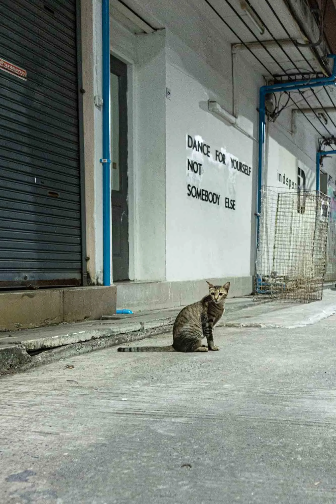 Cats are everywhere.