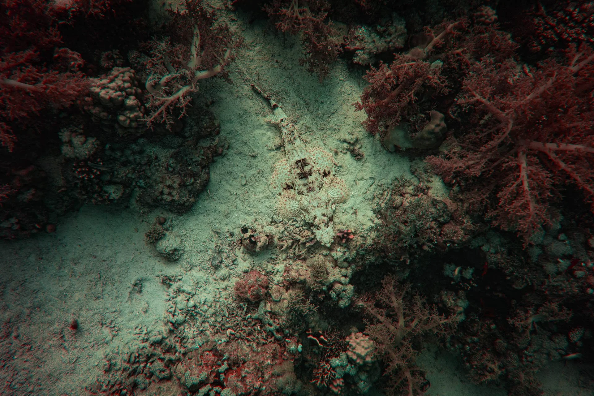 JulieLandrieu_Egypte_MarsaAlam_03062018_0628-bewerkt.jpg