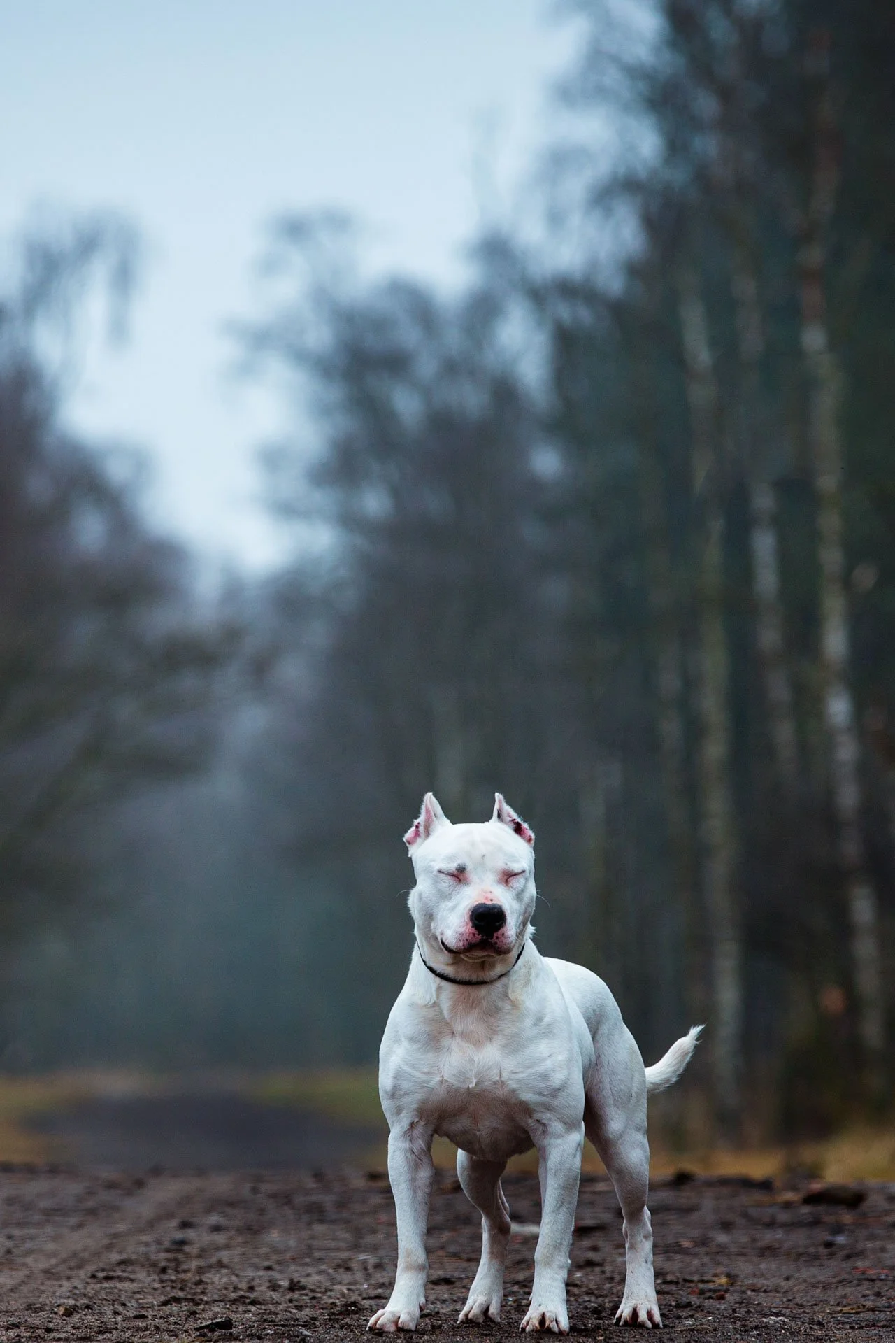 JulieLandrieu_VACHT_Dagboekasielhond_02182018_0009-bewerkt.jpg