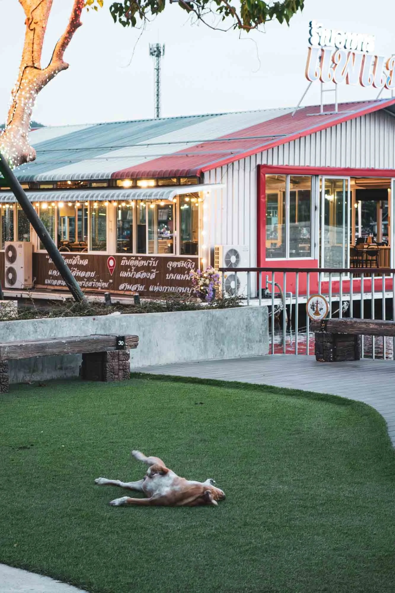 A dog having the time of his life in this moment.