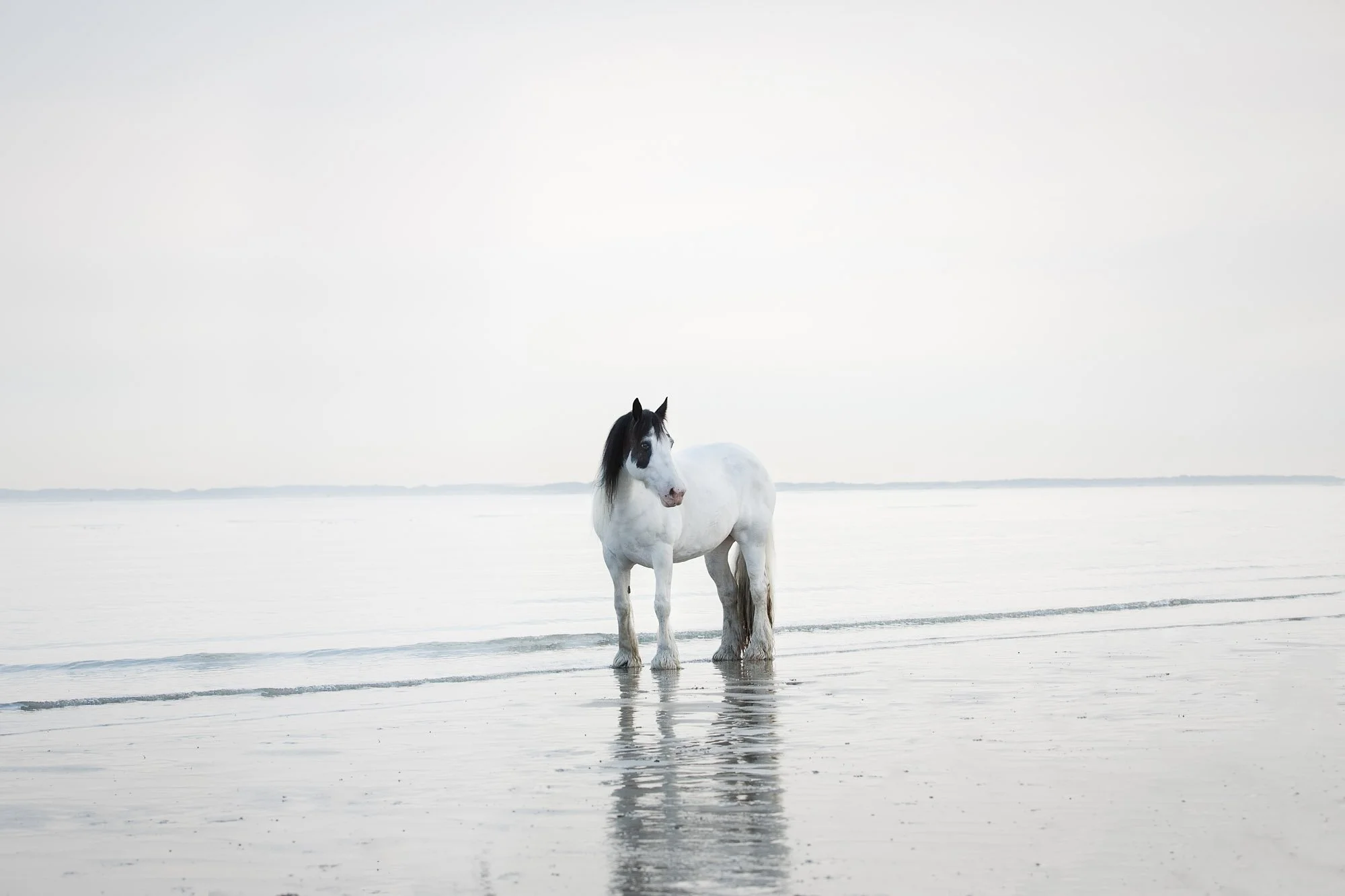 web_2000_JulieLandrieu_Paard_Sofie_Breskens_vacht_07252018_0084-Exposure-2.jpg