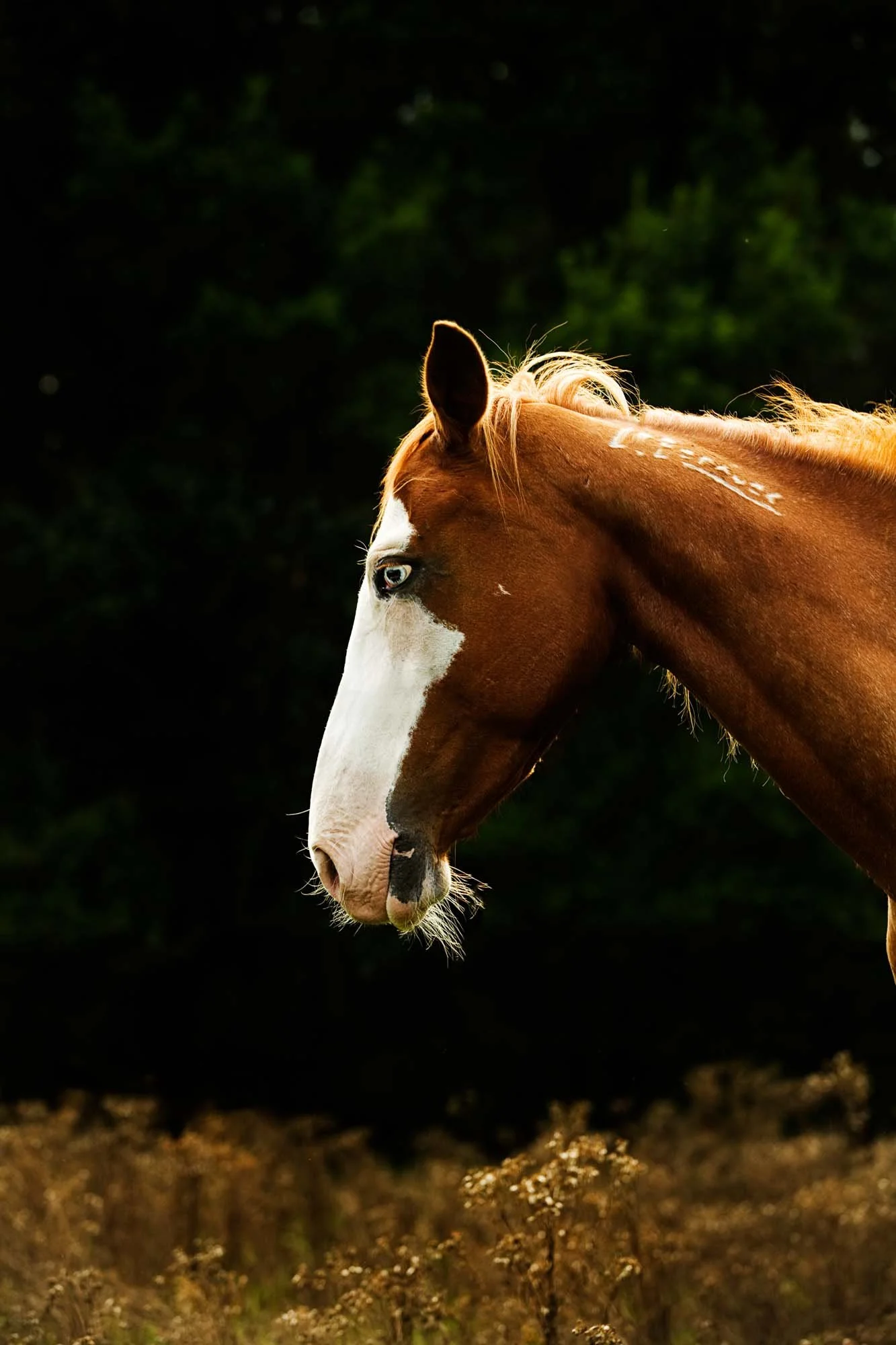 web_2000_JulieLandrieu_Lier_MustangMake0ver_VickyCirstiaensen_20190831_0145-Exp-2.jpg