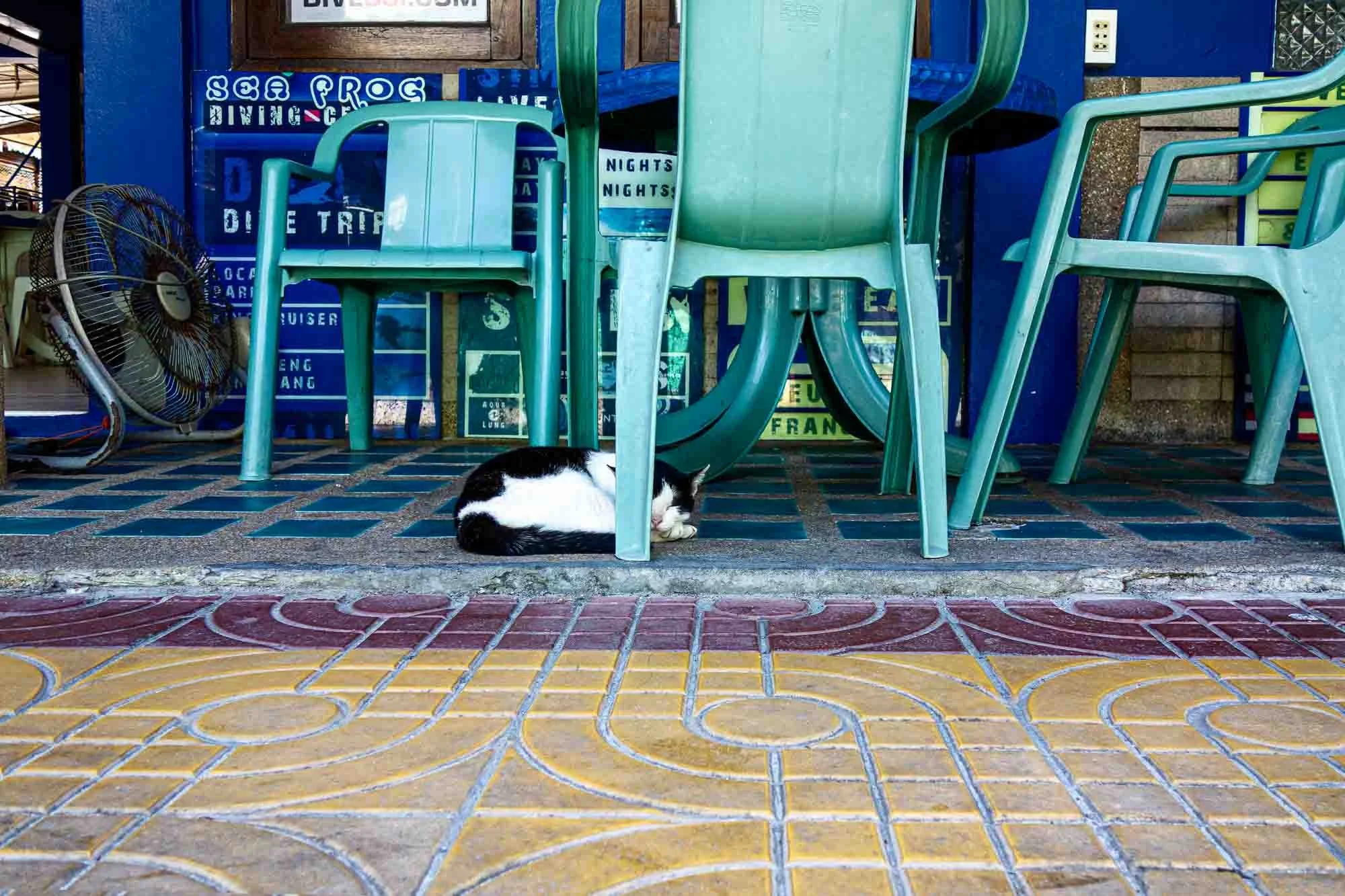 Sleeping cat at a dive shop.