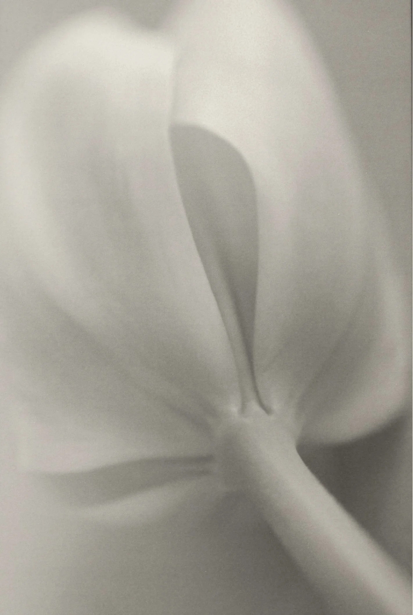 TULIP.cover.jpg