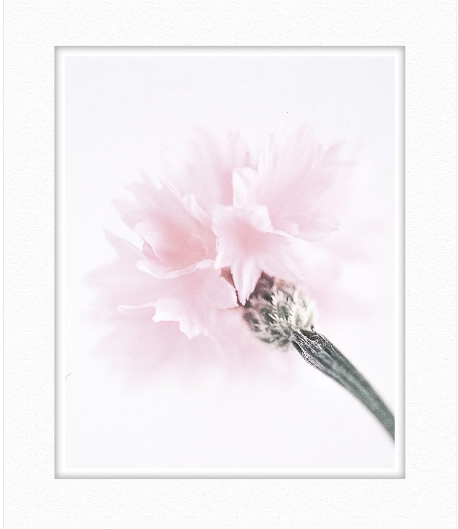Pink-cornflower.jpg