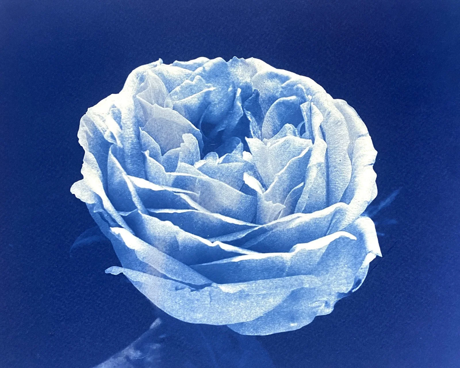 julie_davenport_online_cyanotype_courses_and_prints_rose.jpg