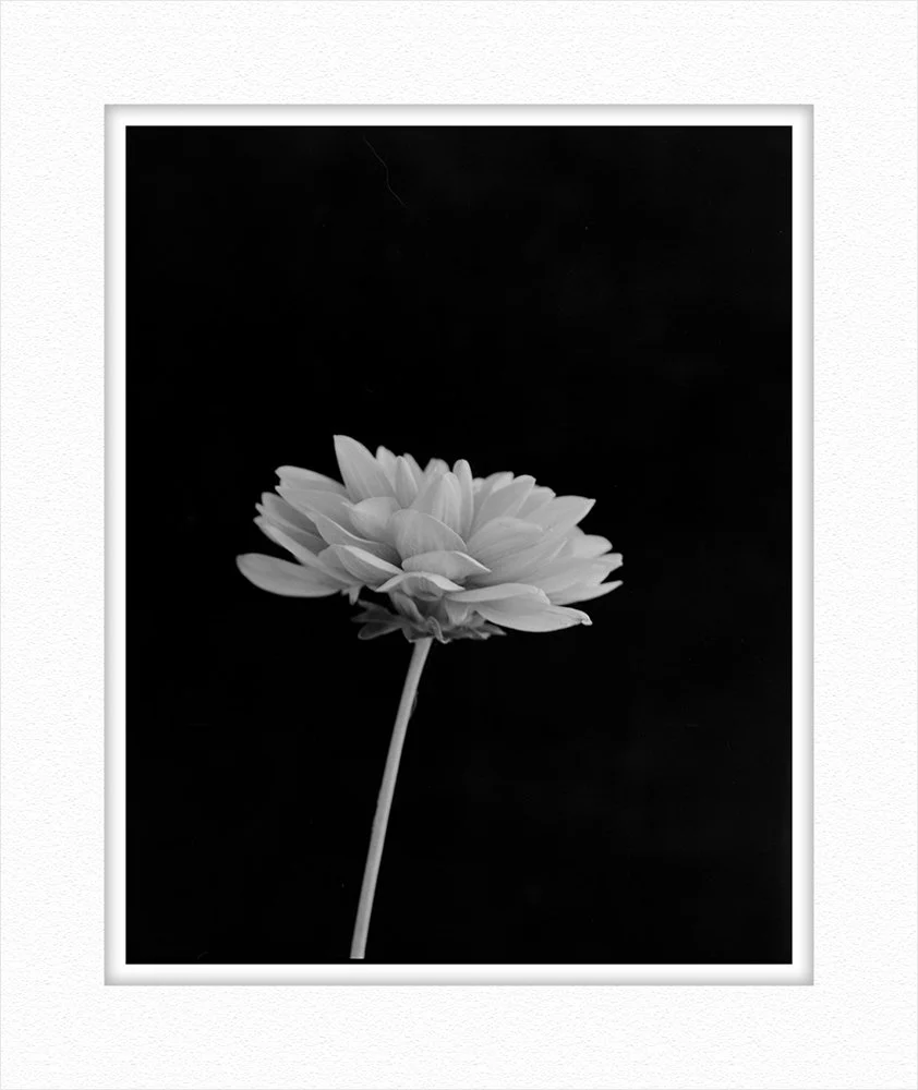 julie_davenport_online_cynotype_courses_and_prints_silver_print_dahlia.jpg
