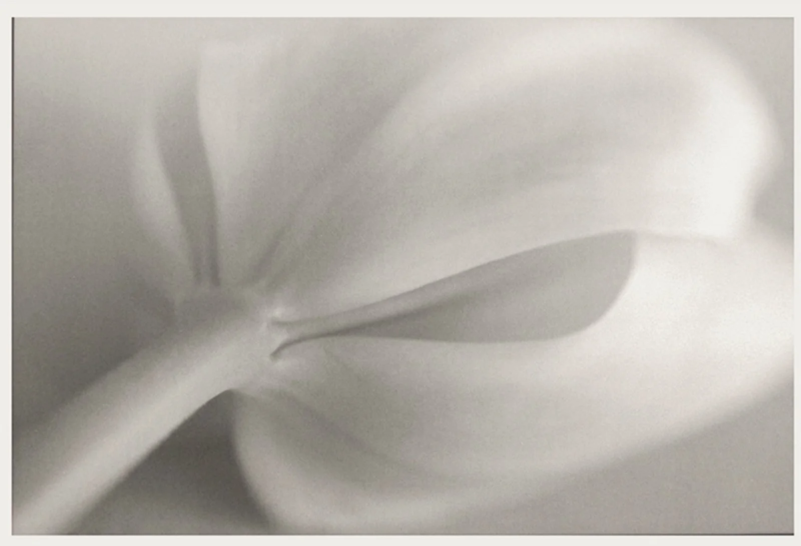 tulip.1..jpg