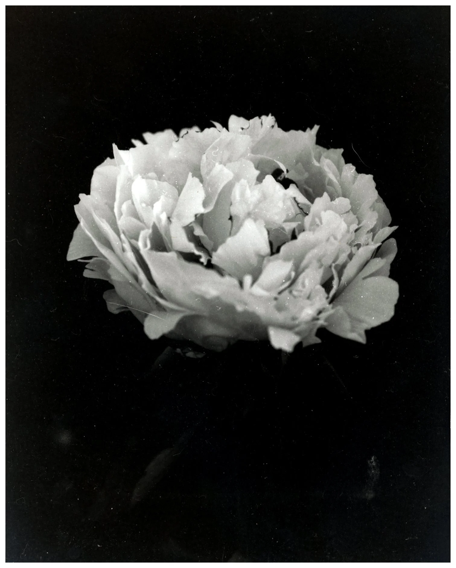peony.scan.jpg