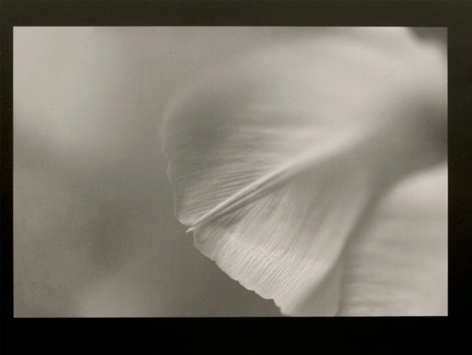 tulip.petal.jpg