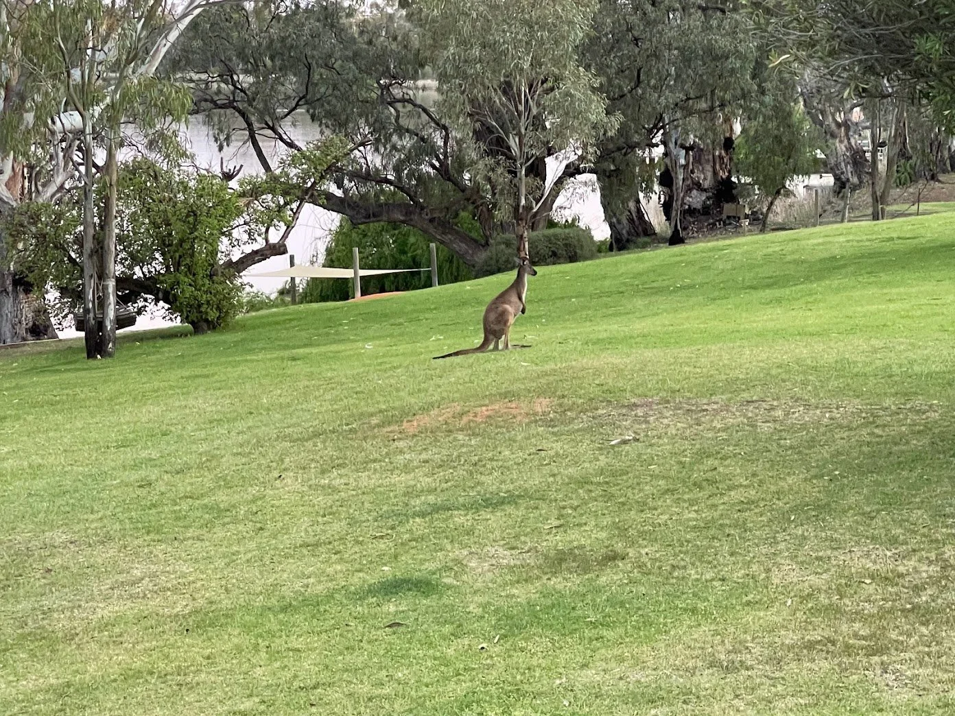 Kangaroo 1 - Copy - Copy.jpg