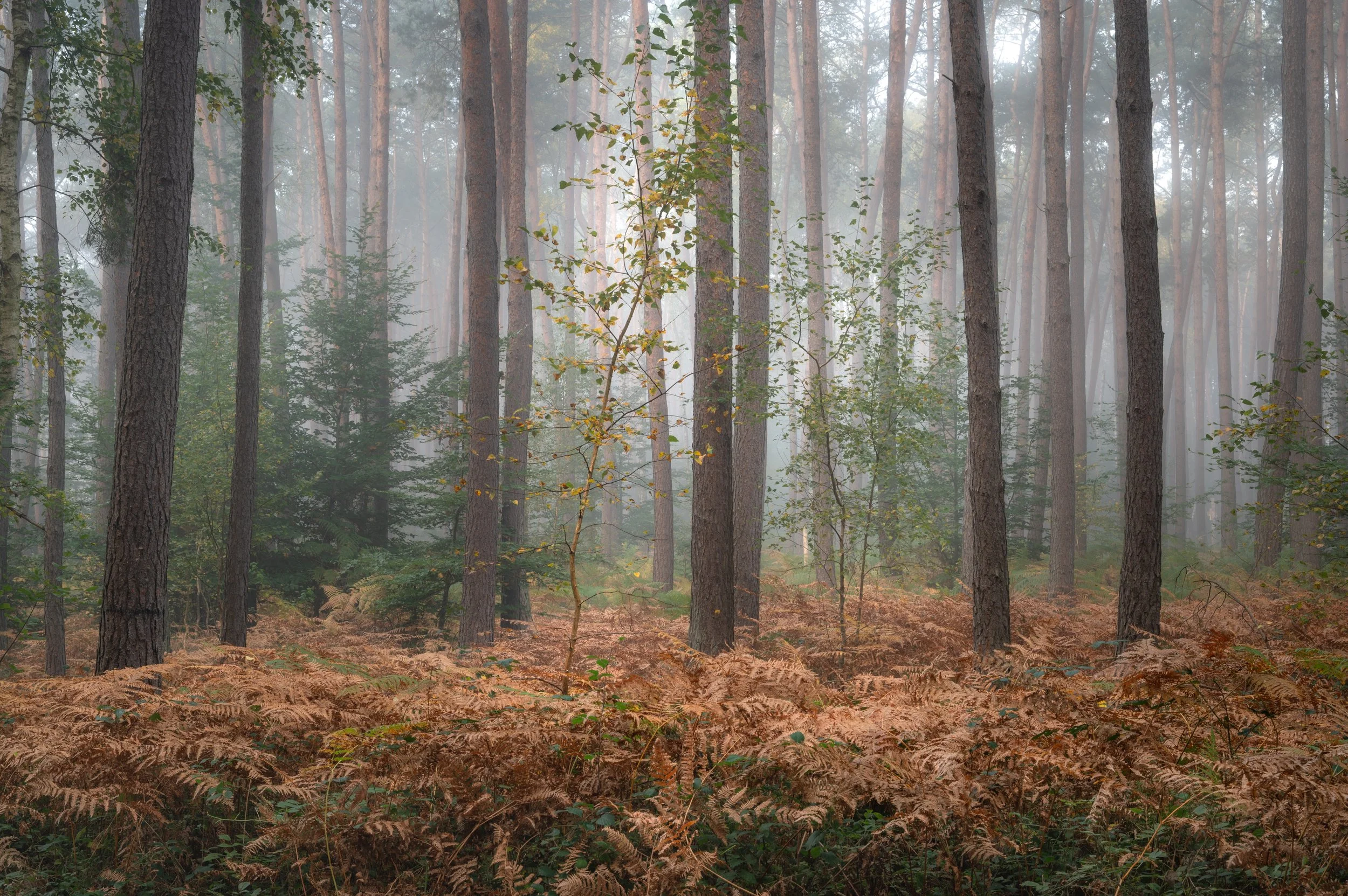 DSC_0790.jpg
