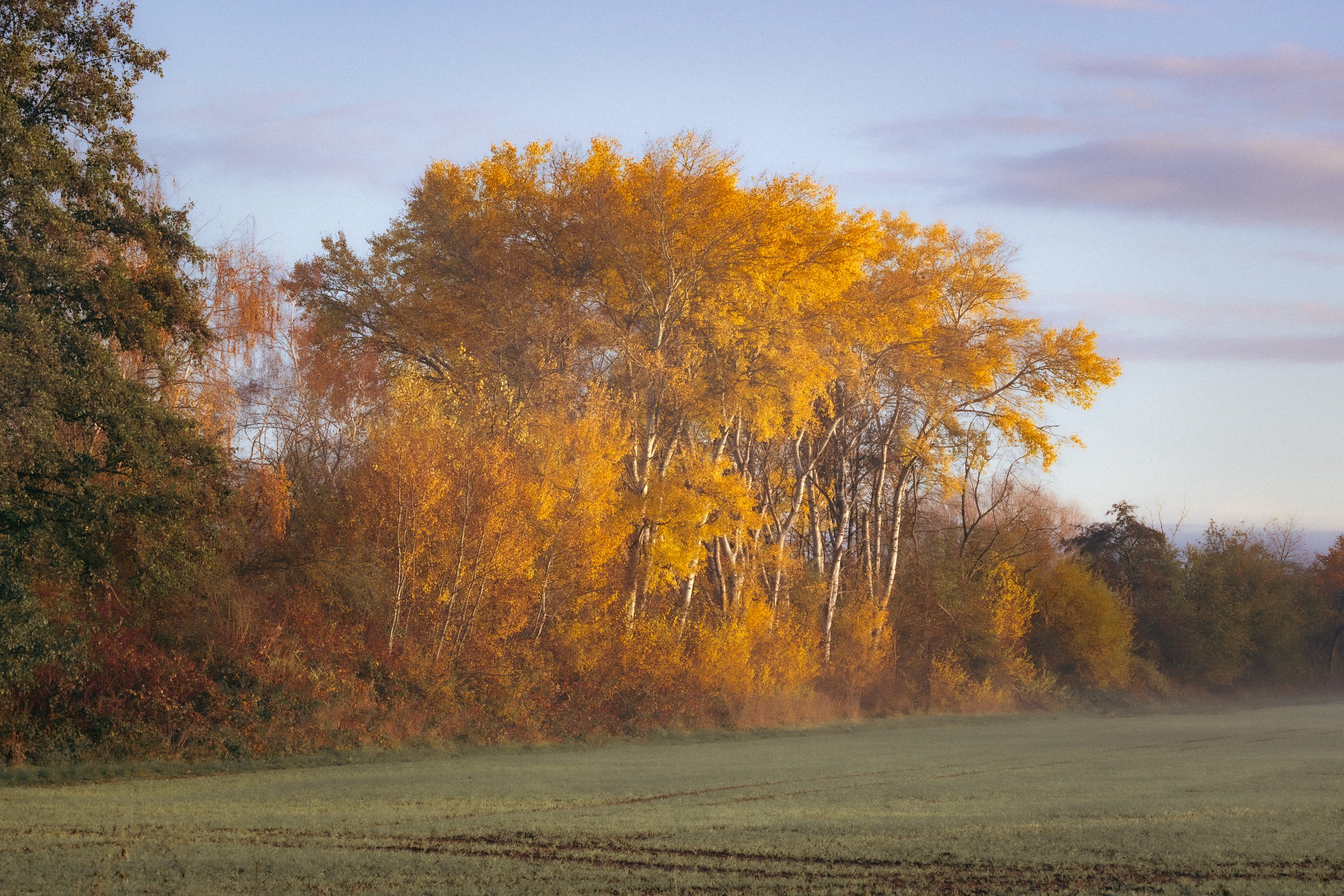 DSC_1137.jpg