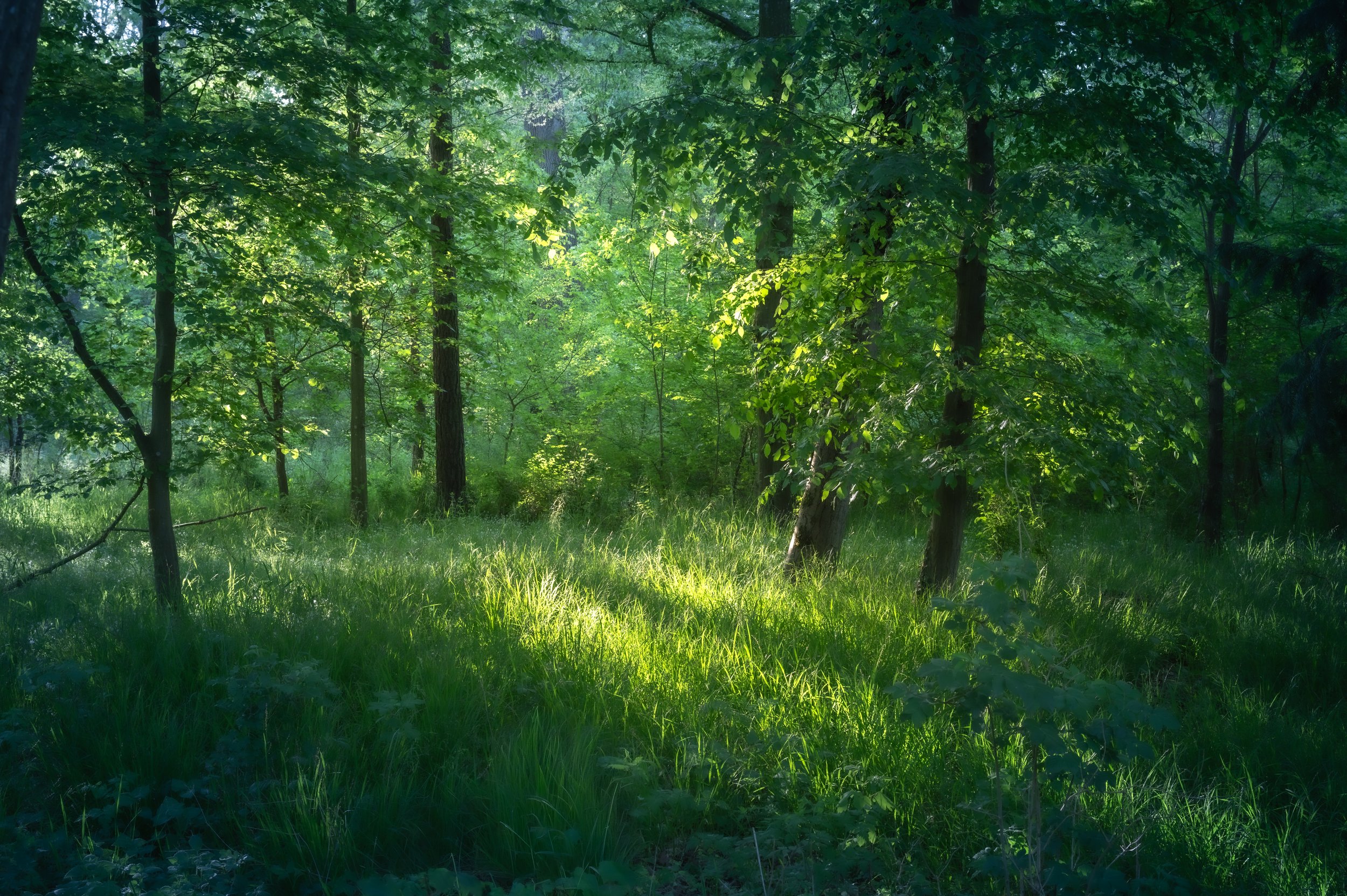 DSC_2408.jpg