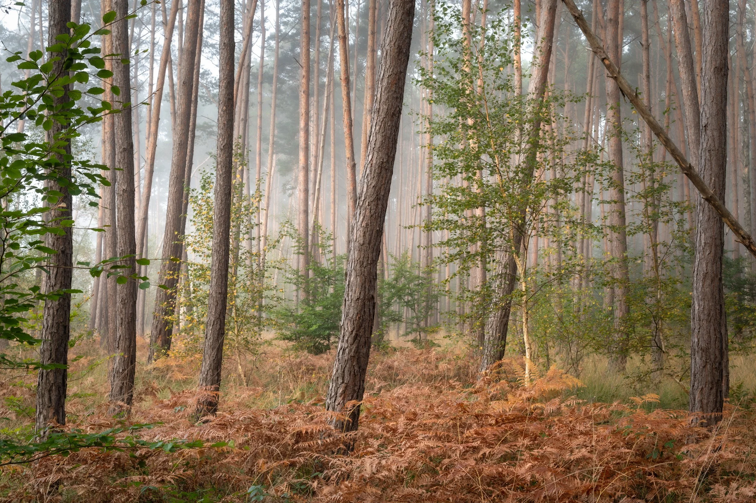 DSC_0796.jpg