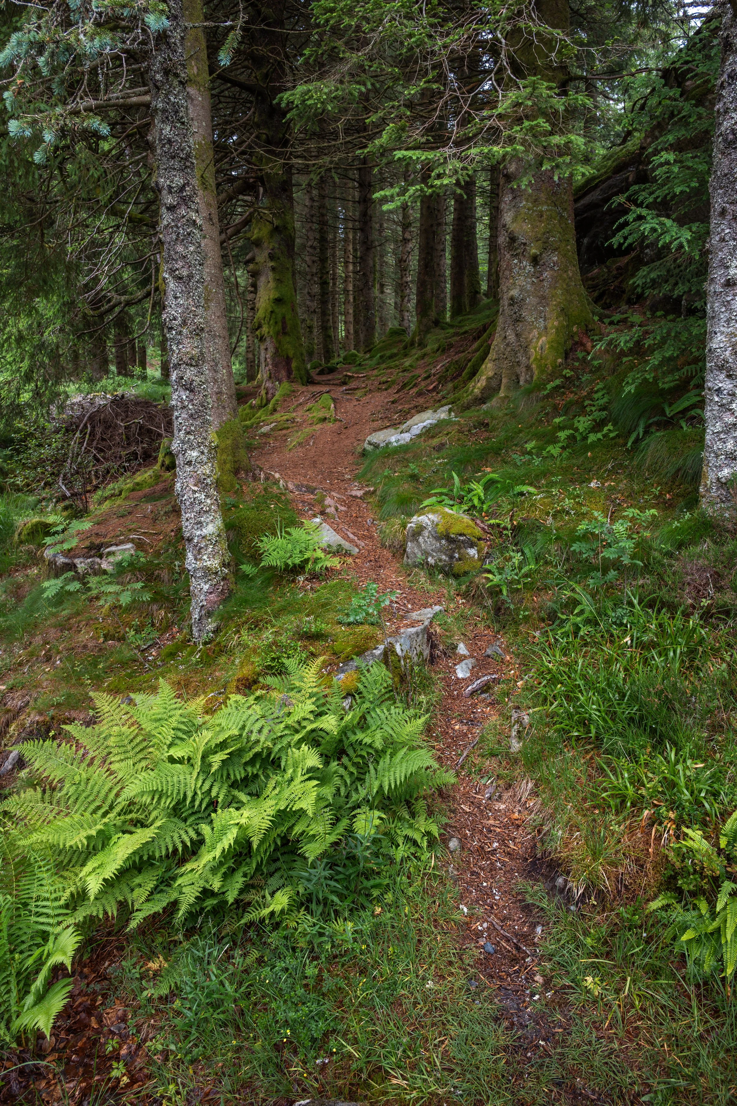 DSC_1242.jpg