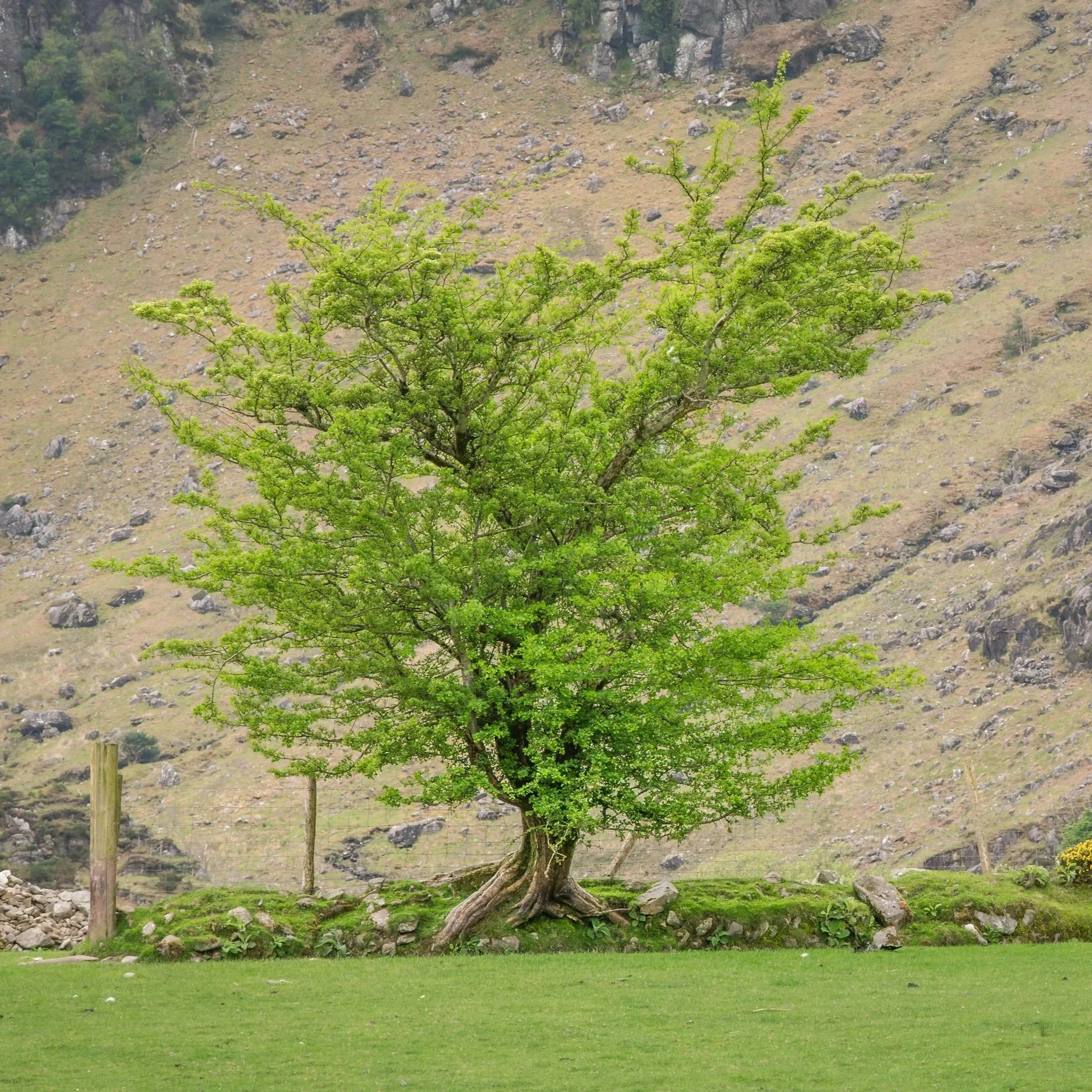 Irland
