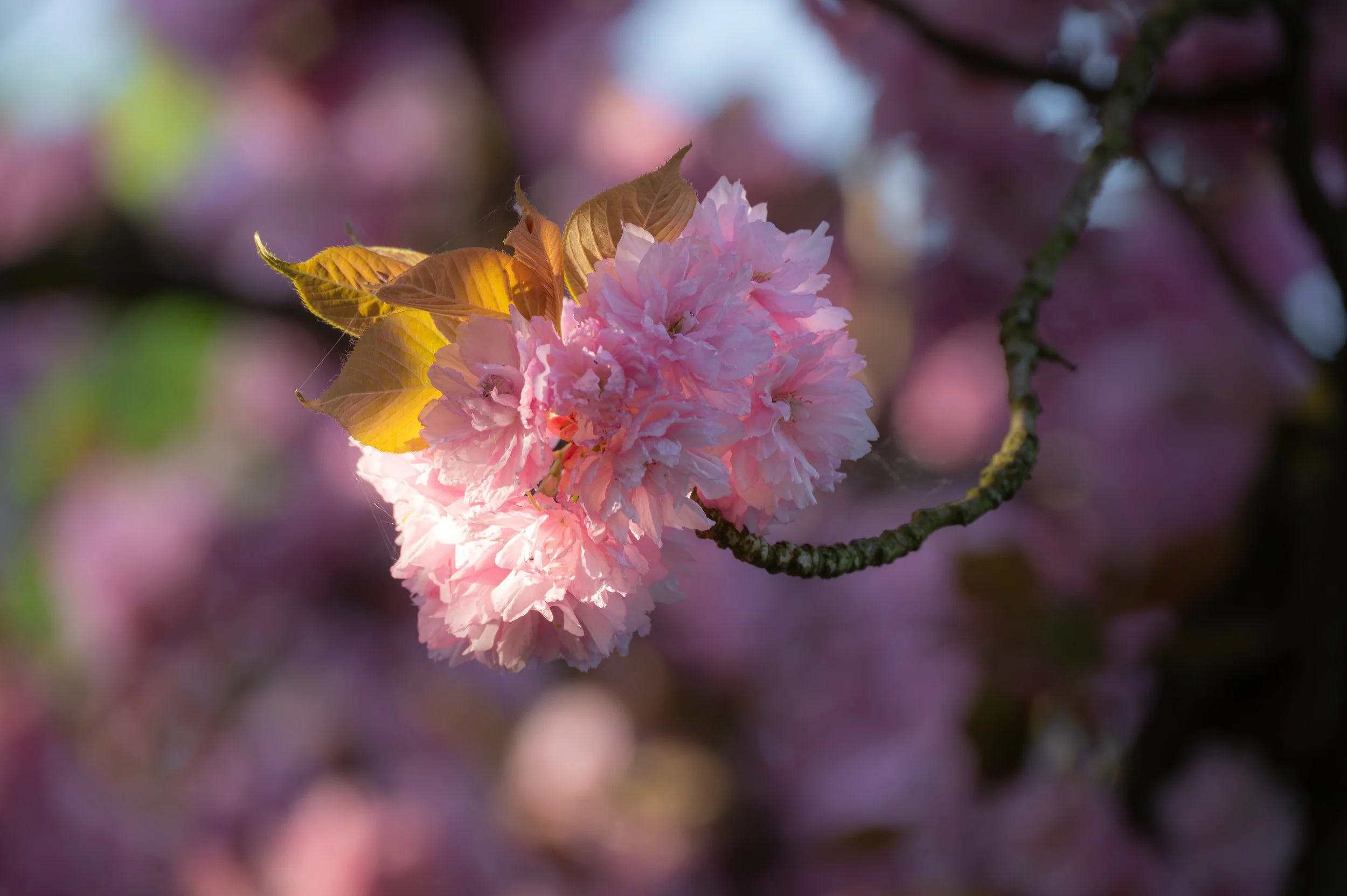 DSC_2251.jpg