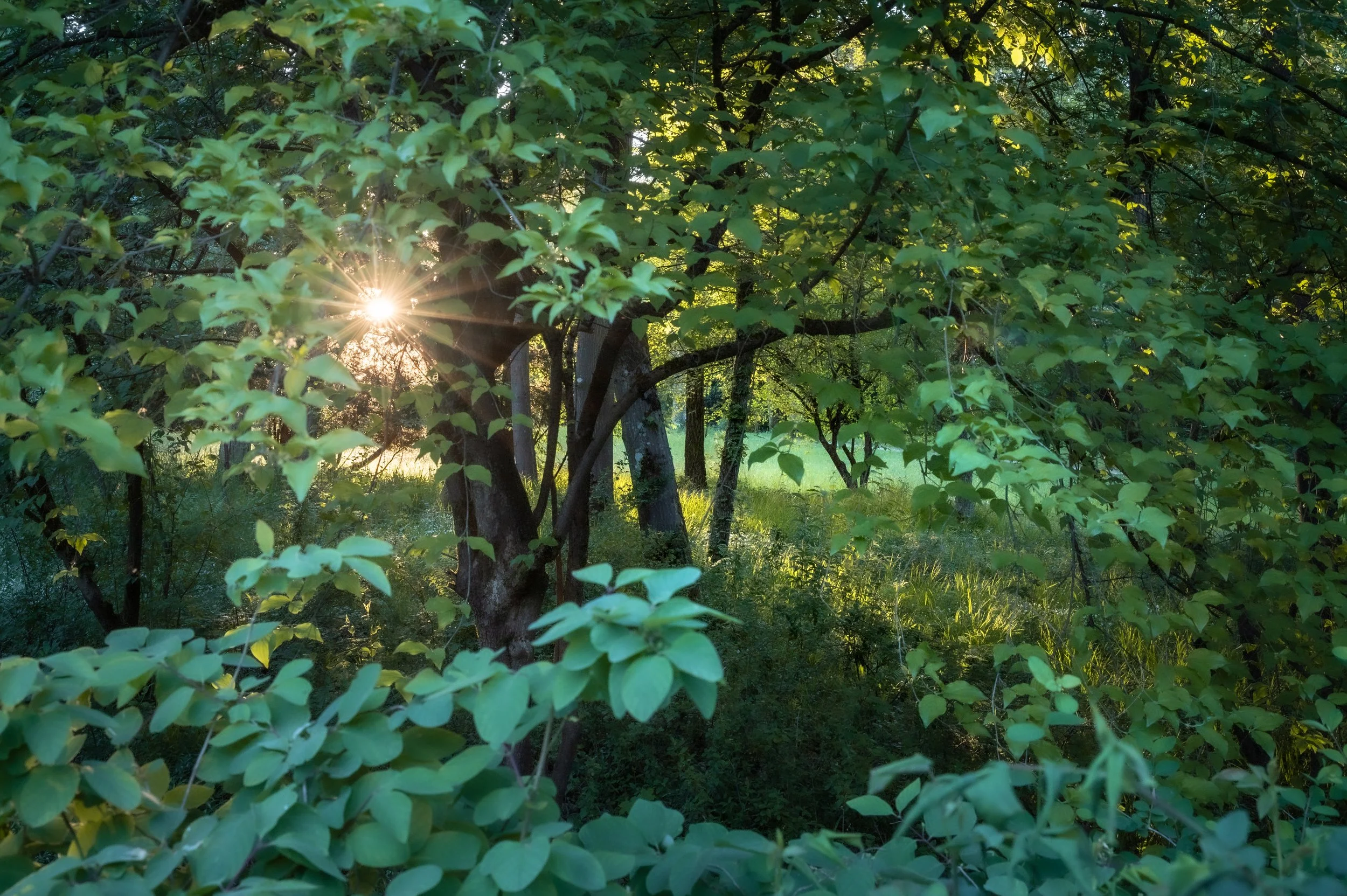 DSC_2331.jpg