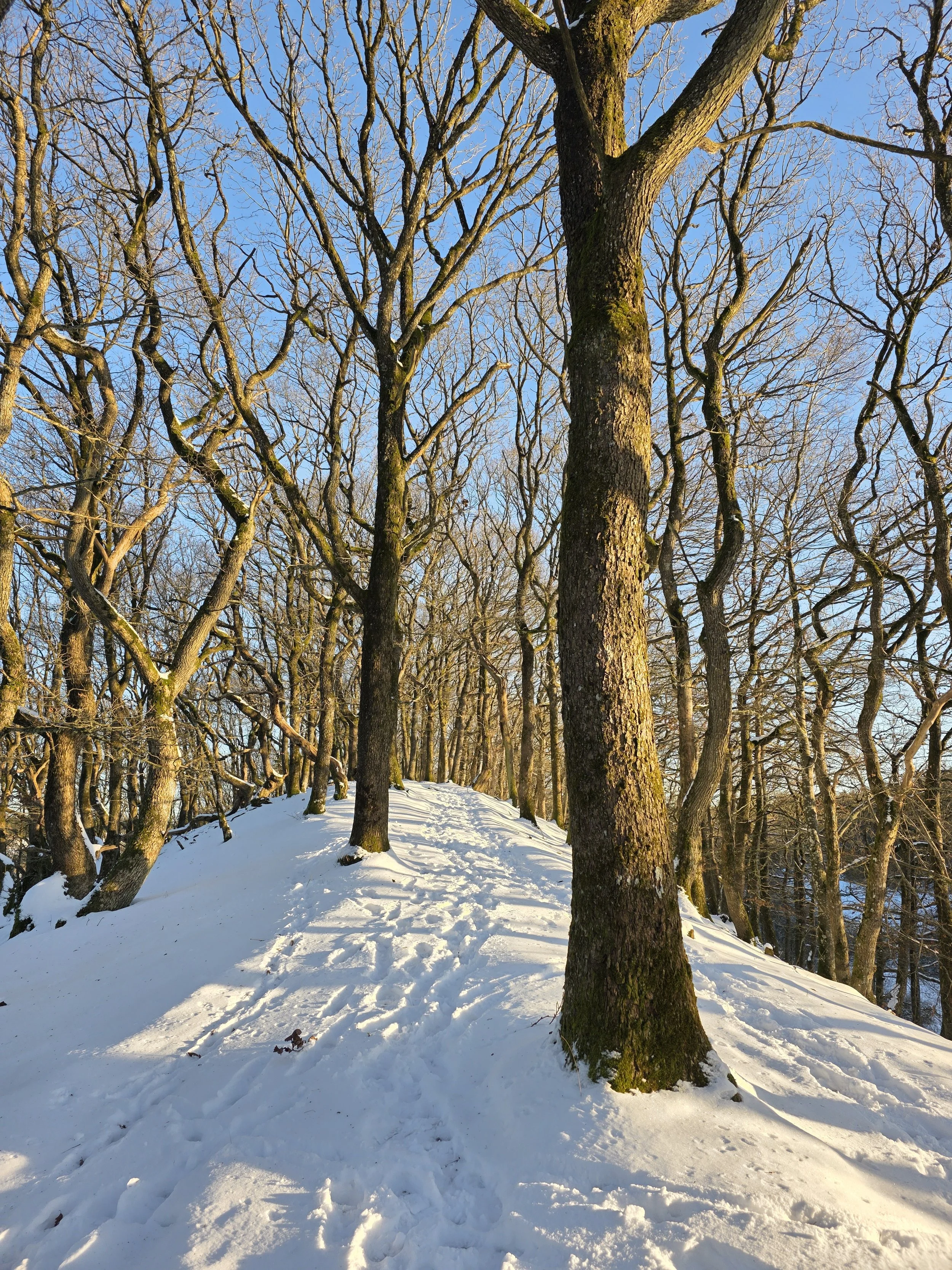 Hormonbehandling, overgangsalder og sexlyst

