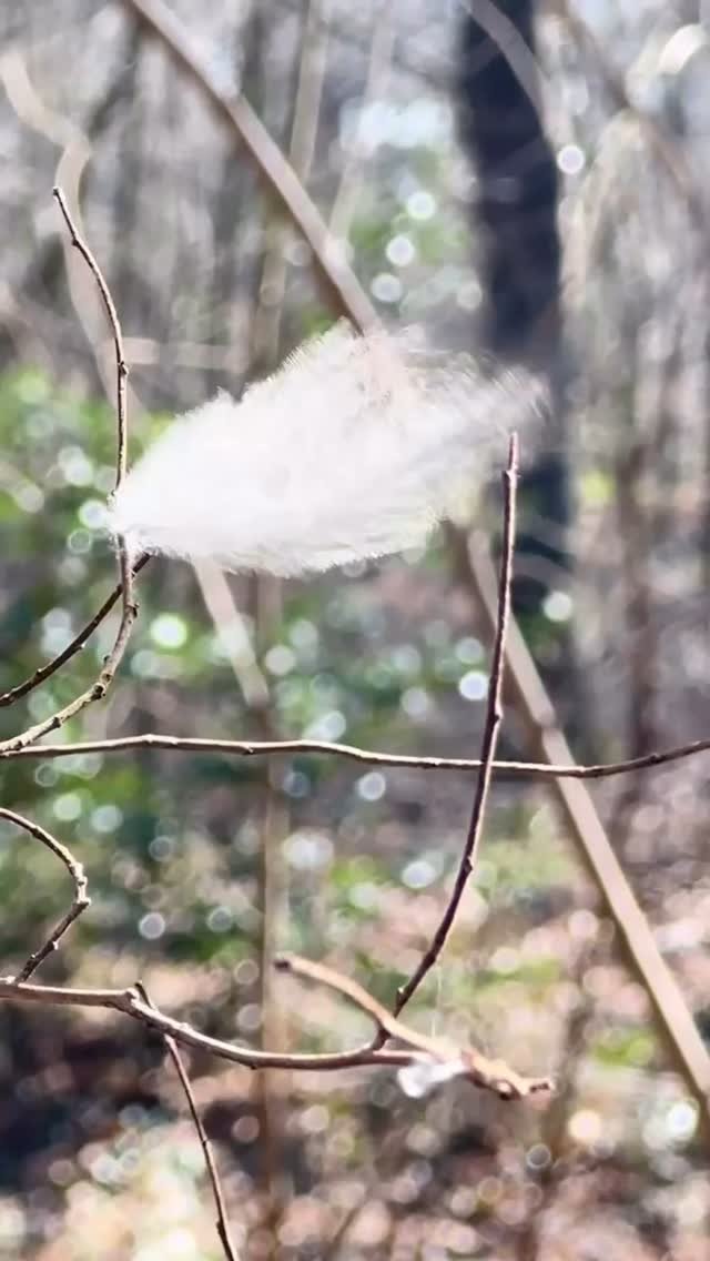 A snippet from ‘Feather Light’ for this week’s #mindfulmonday moment.
Soundtrack the lovely ‘Running on Air’ by Lagua Vesa via Epidemic Sound
My entry for #lumenprize this year. Wish me luck!
#artforgrowth #meditati