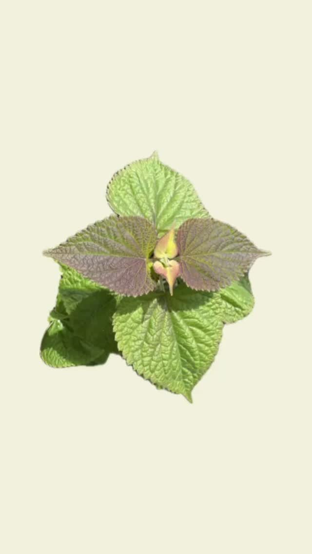 #mindfulmonday and an upbeat #fractalanimation based on leaves from my liquorice plant - mysteriously duplicated and flying to another galaxy.
#meditativeartwork #fractals #fractalart #naturemeetsdigital