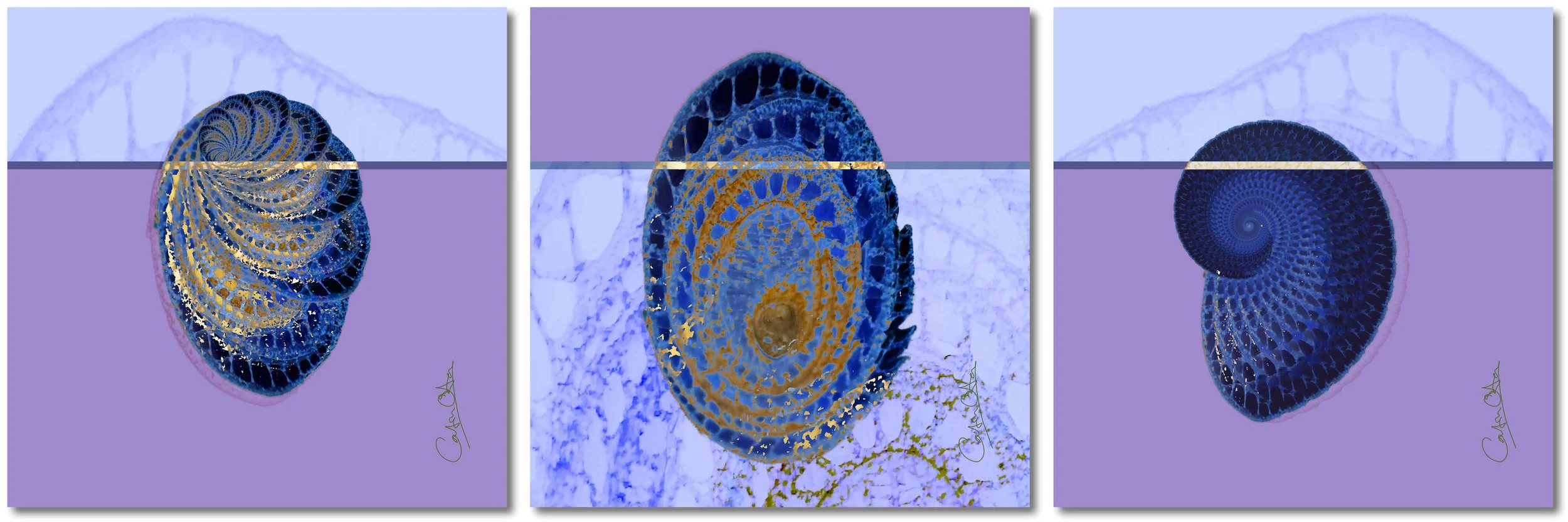 Three-panel vector artwork by Catrin O'Hara: sapphire and gold oval and cell forms, derived from a cut banana plant stem, cut by a puzzling horizon.